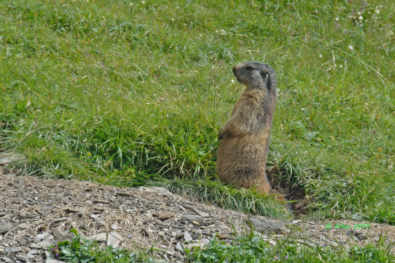 Marmot