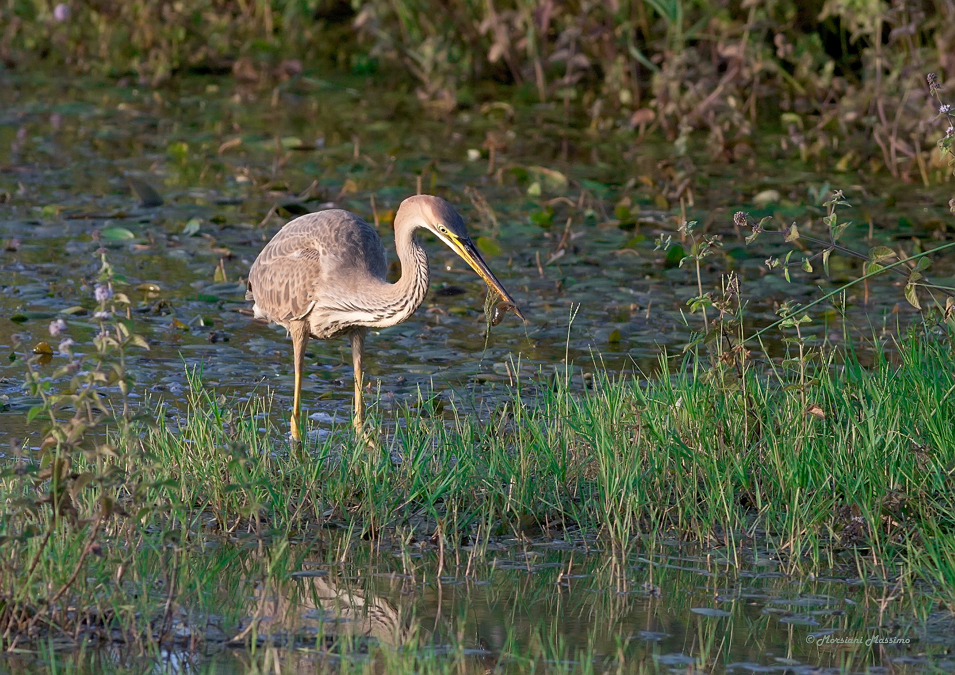 Airone rosso con preda