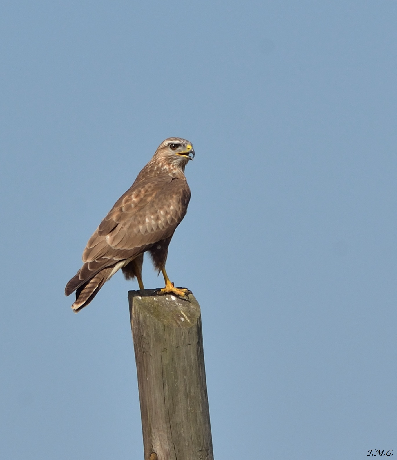 Buzzard?
