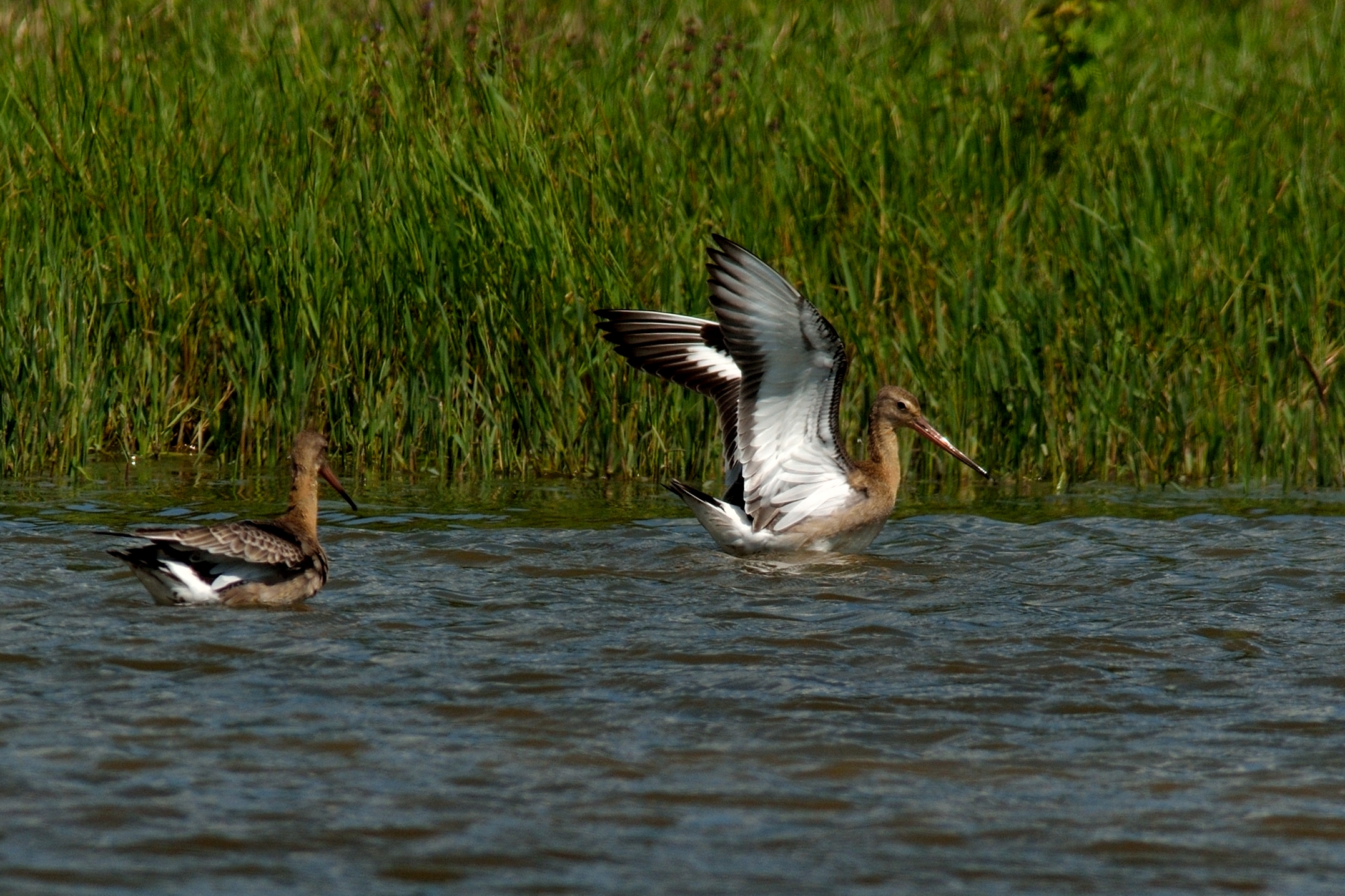 Black-tailed godwits