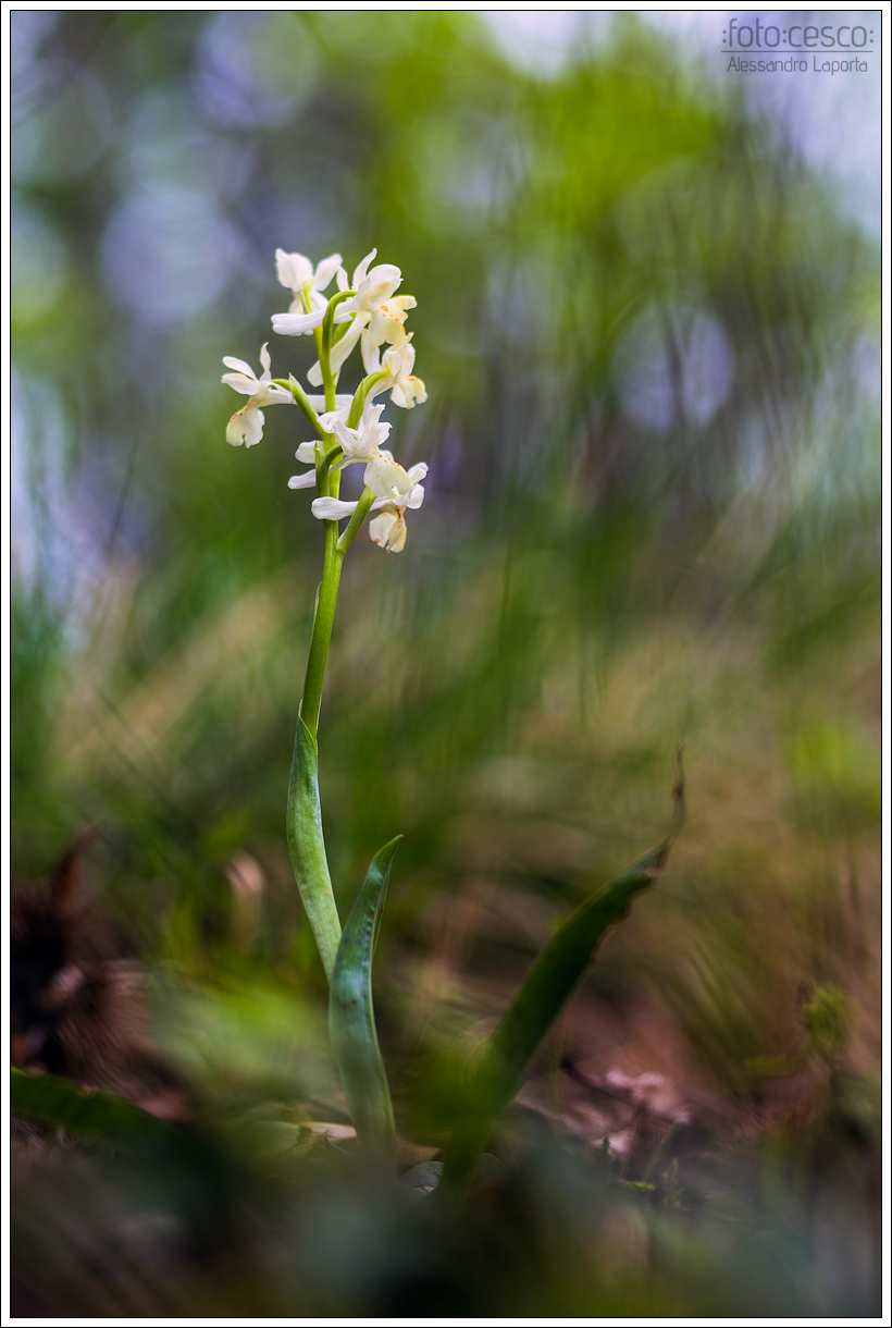 Orchis provincialis