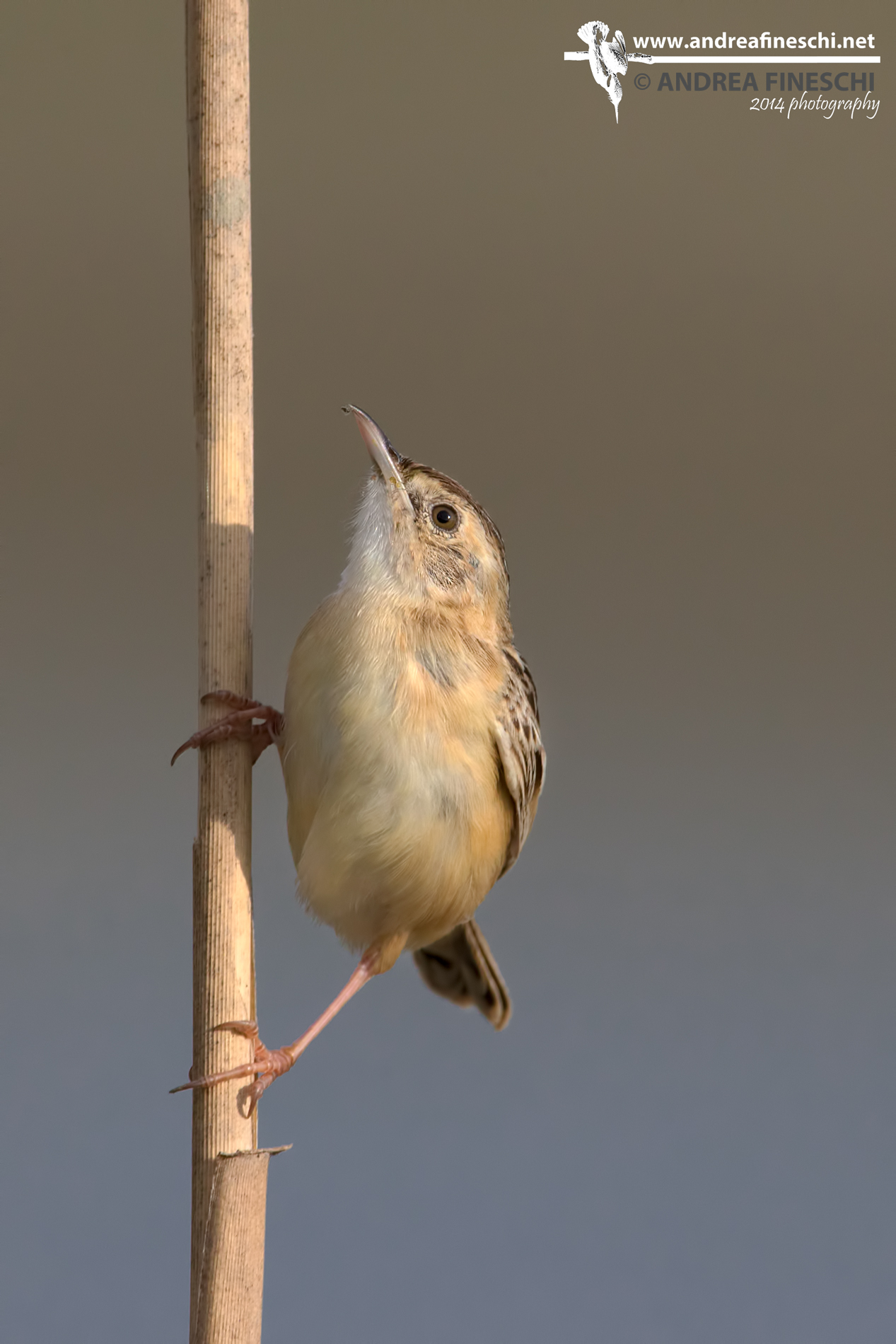 Beccamoschino: in salita!