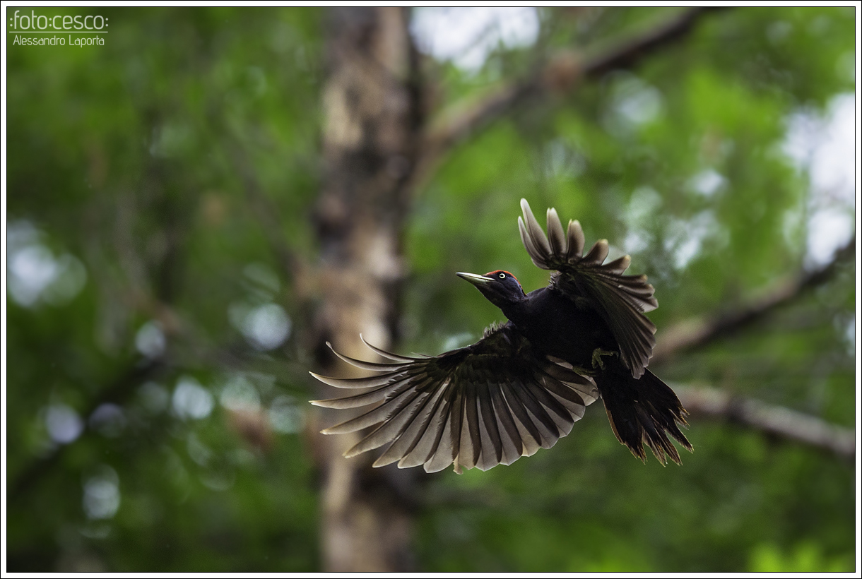 Dryocopus martius? - Black Woodpecker - Black Woodpecker