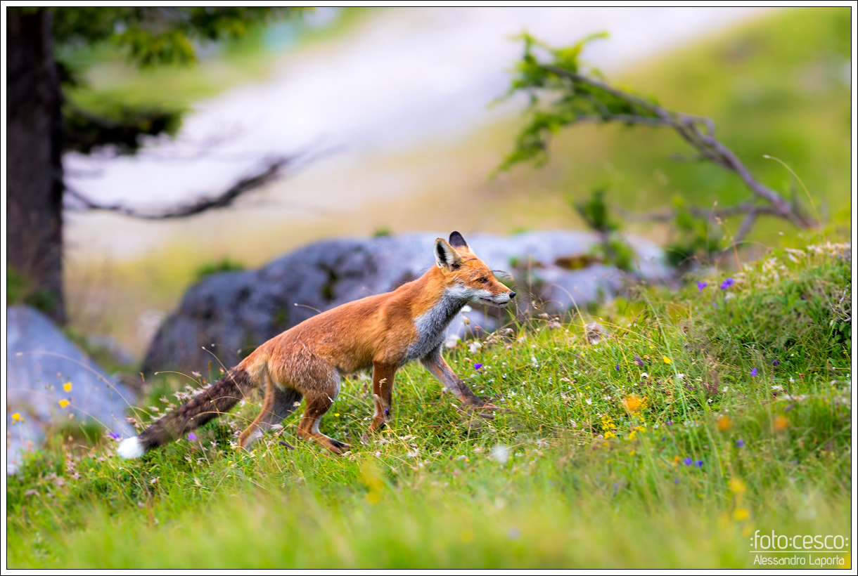Vulpes vulpes - Red fox - Volpe rossa