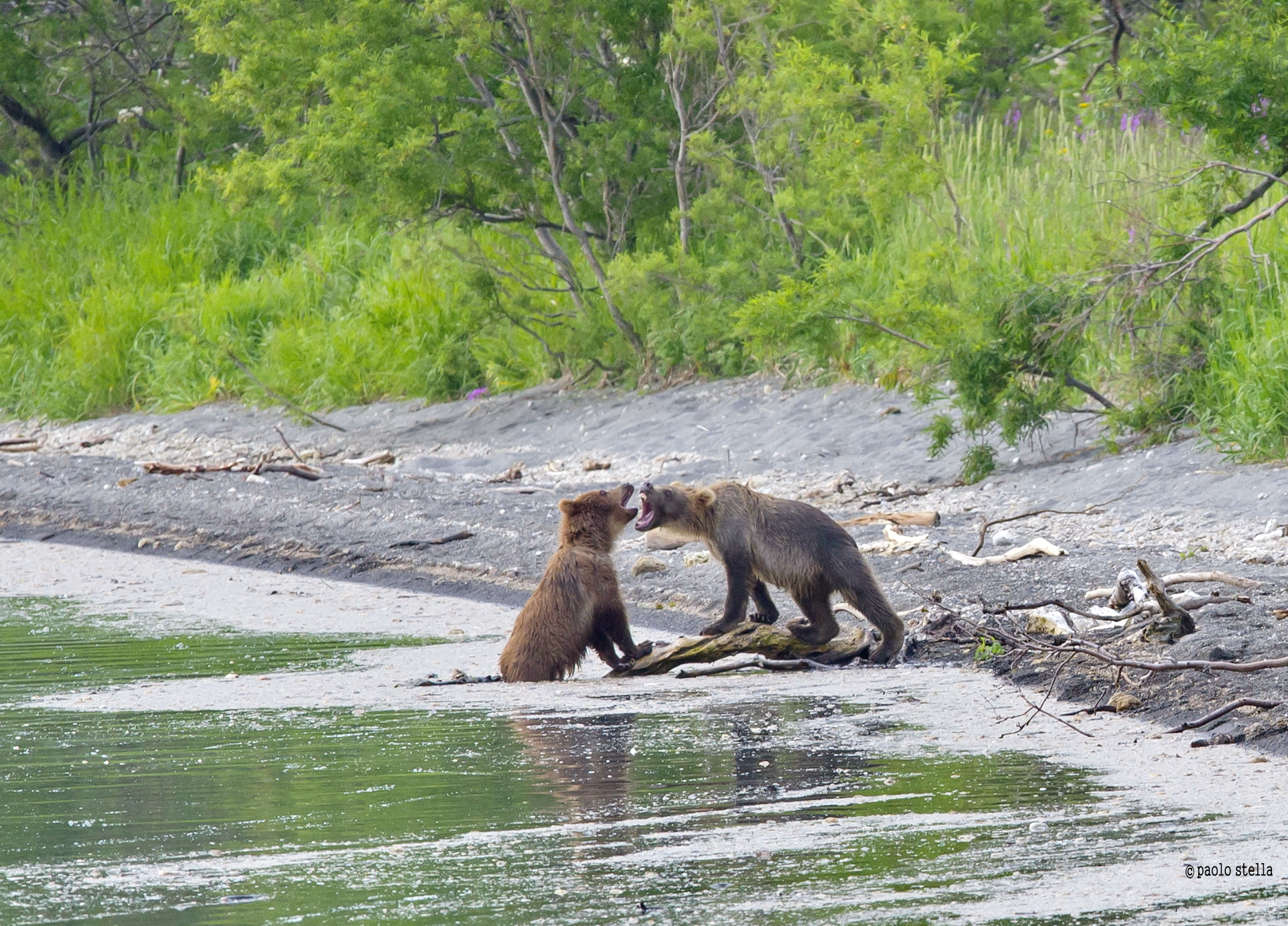 play between puppies