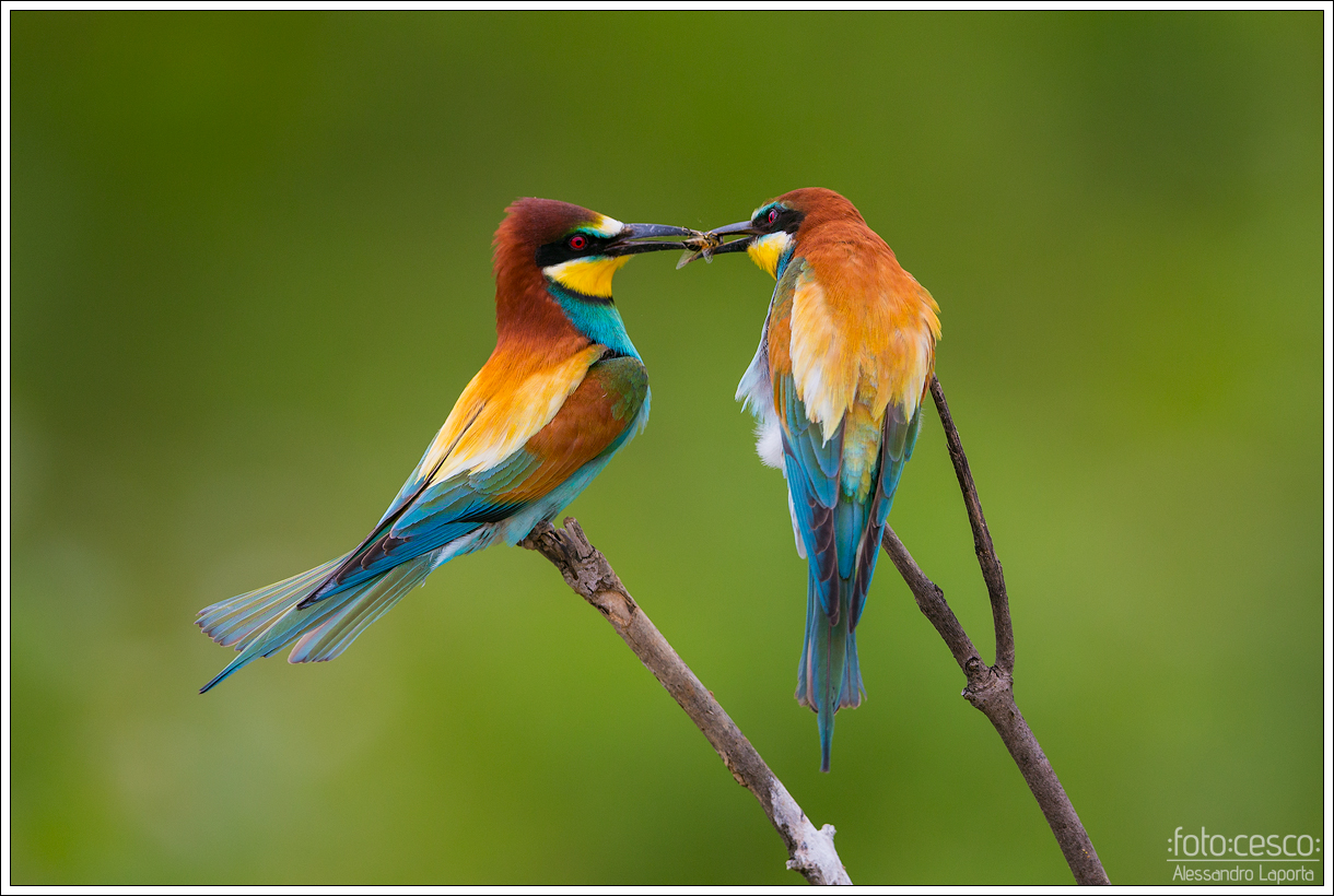 "The Crossing" - European Bee-eater - Bee-eater - ...