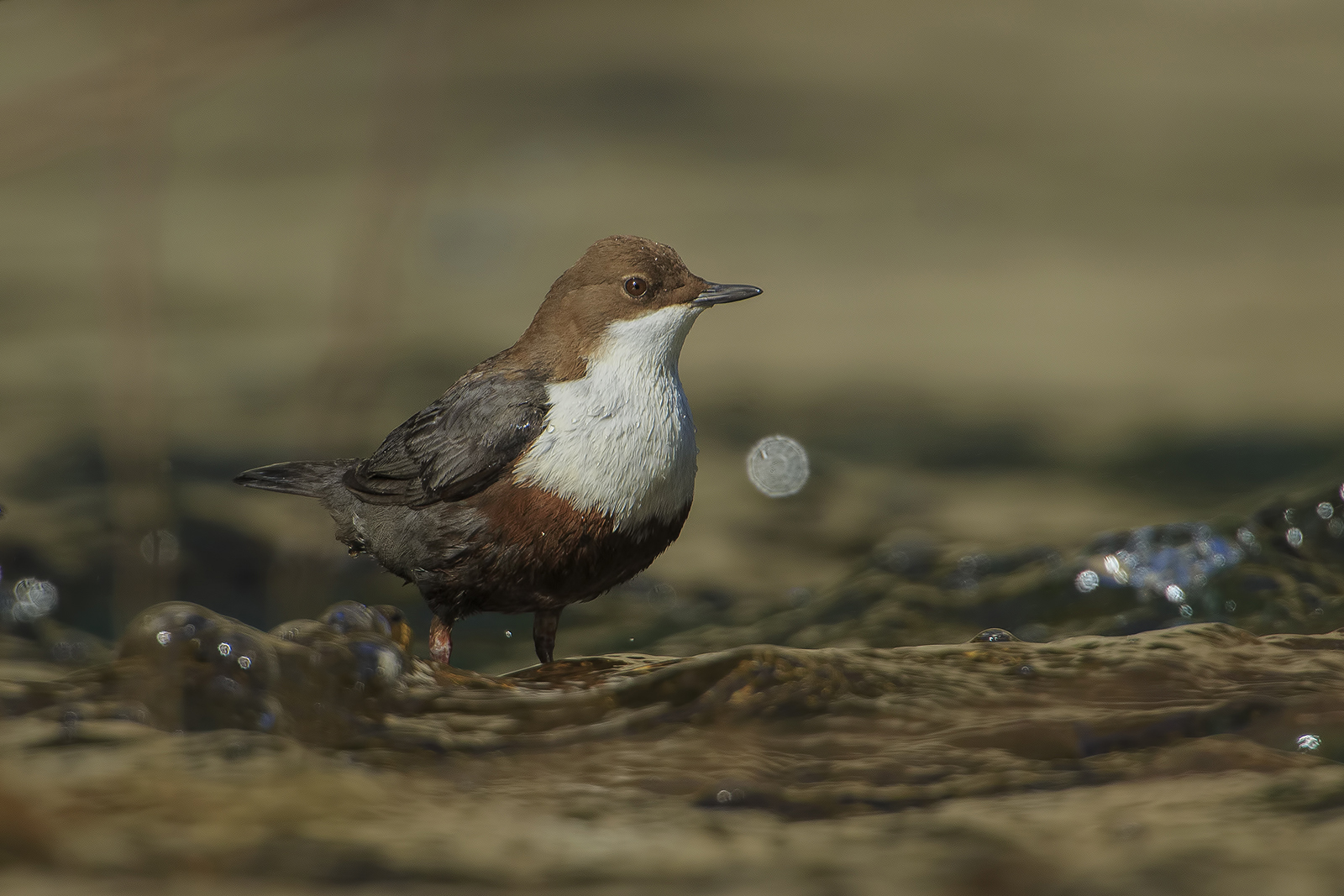 Dipper