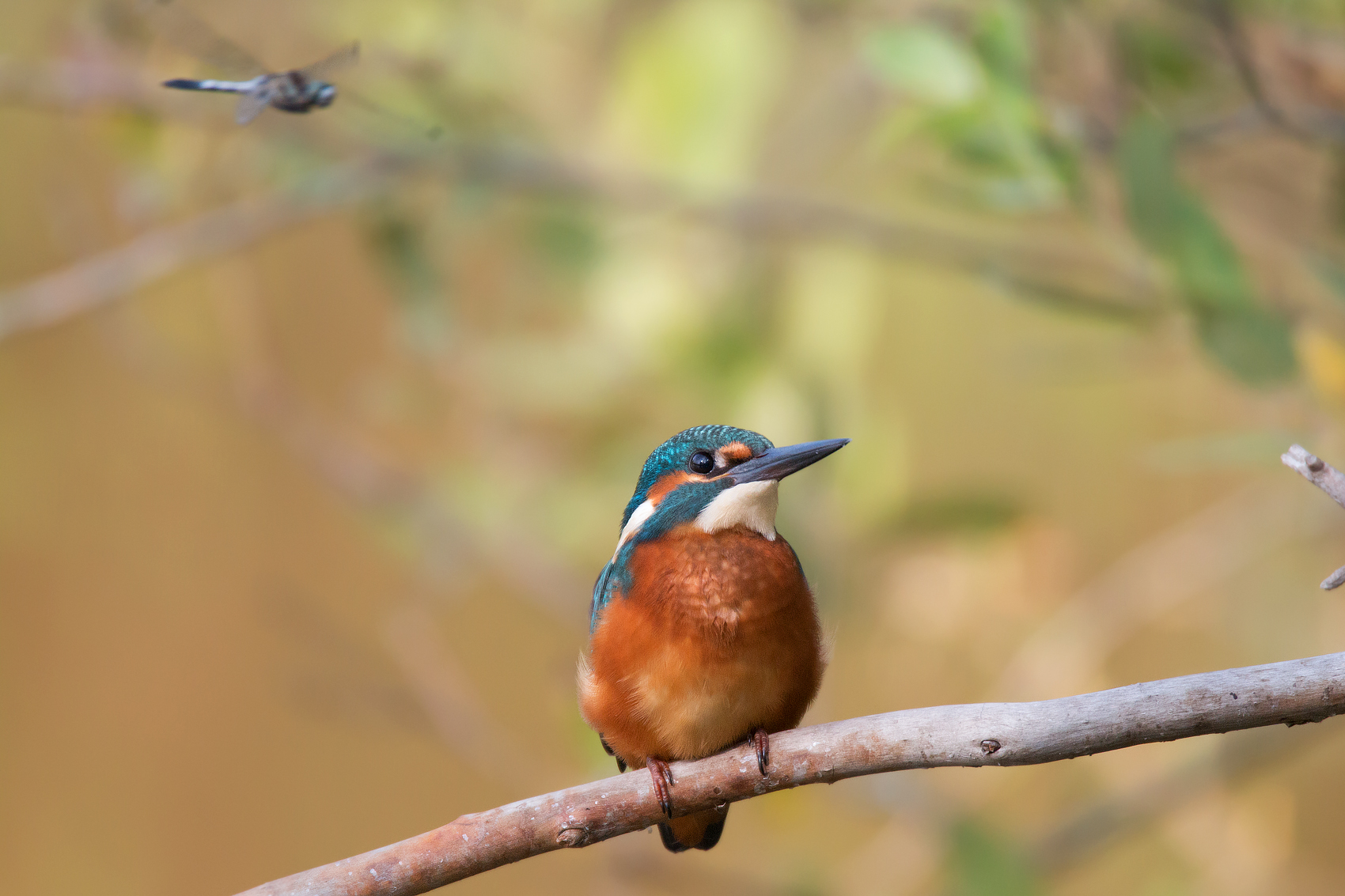 Ti guardo ma non ti prendo