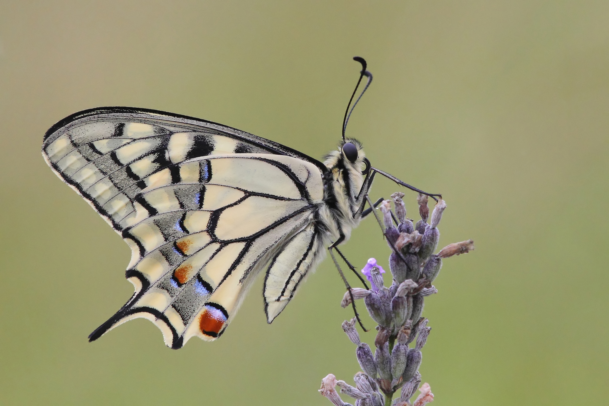 Swallowtail farfalla