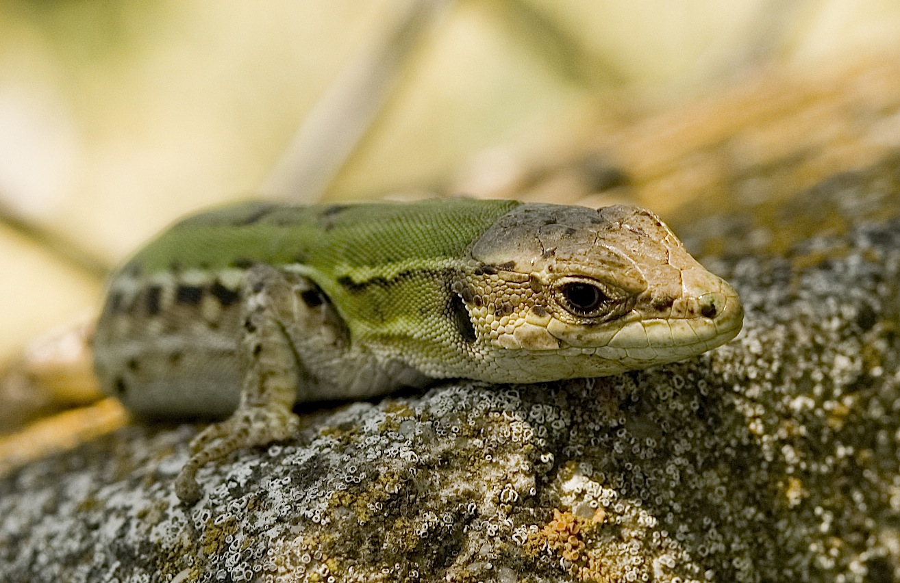 Piccola Lucertola