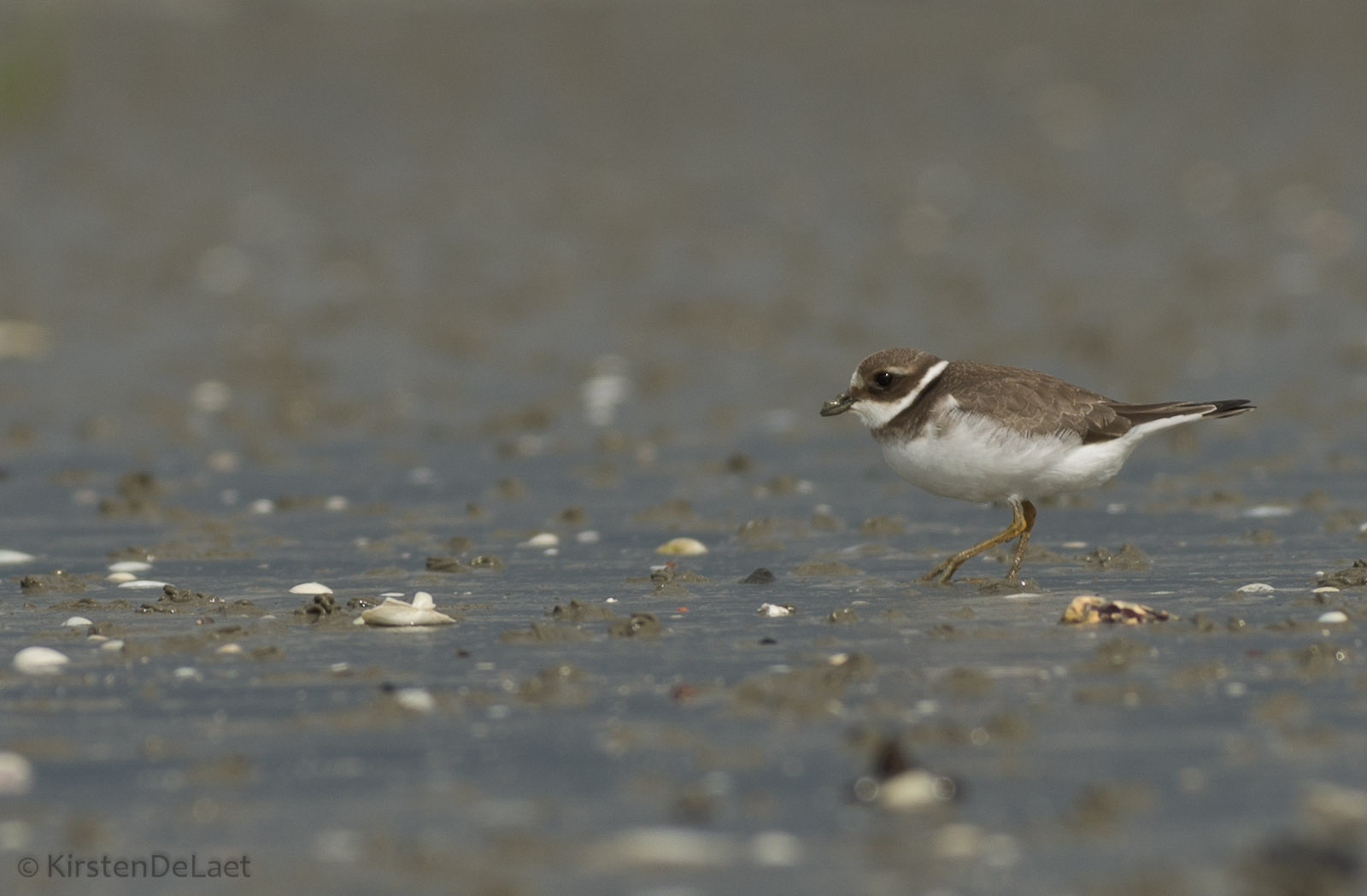 Charadrius dubius sulla spiaggia