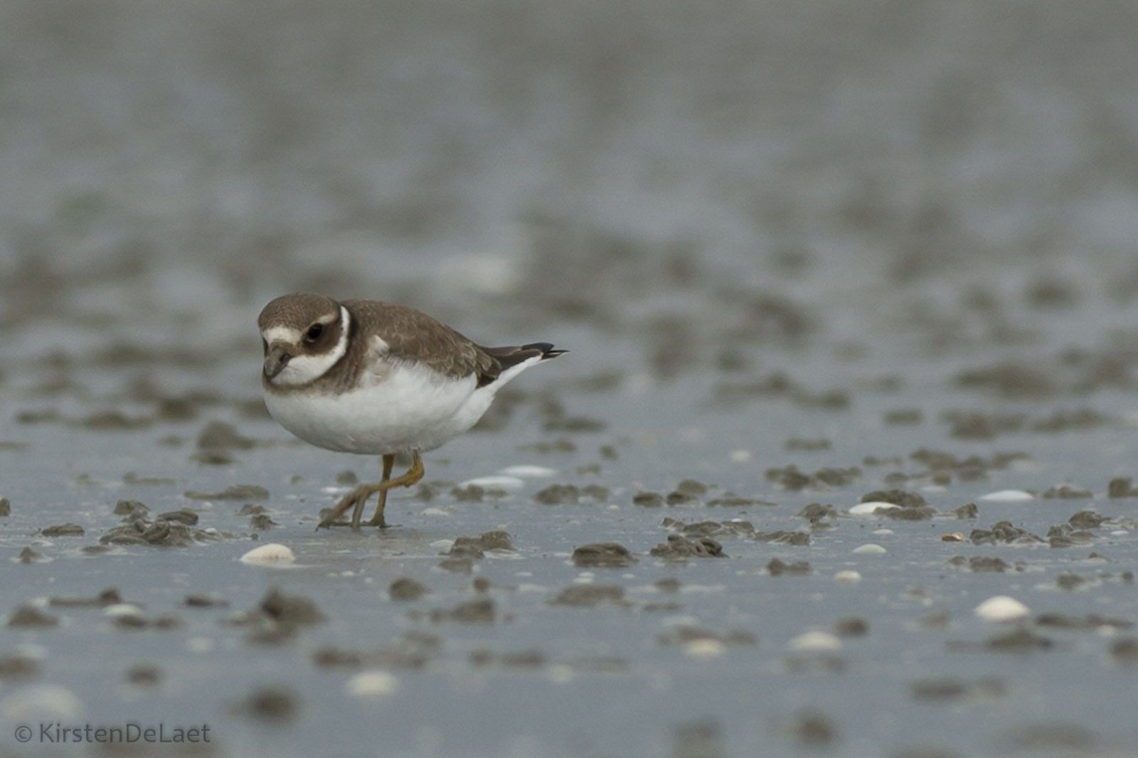 Charadrius dubius sulla spiaggia