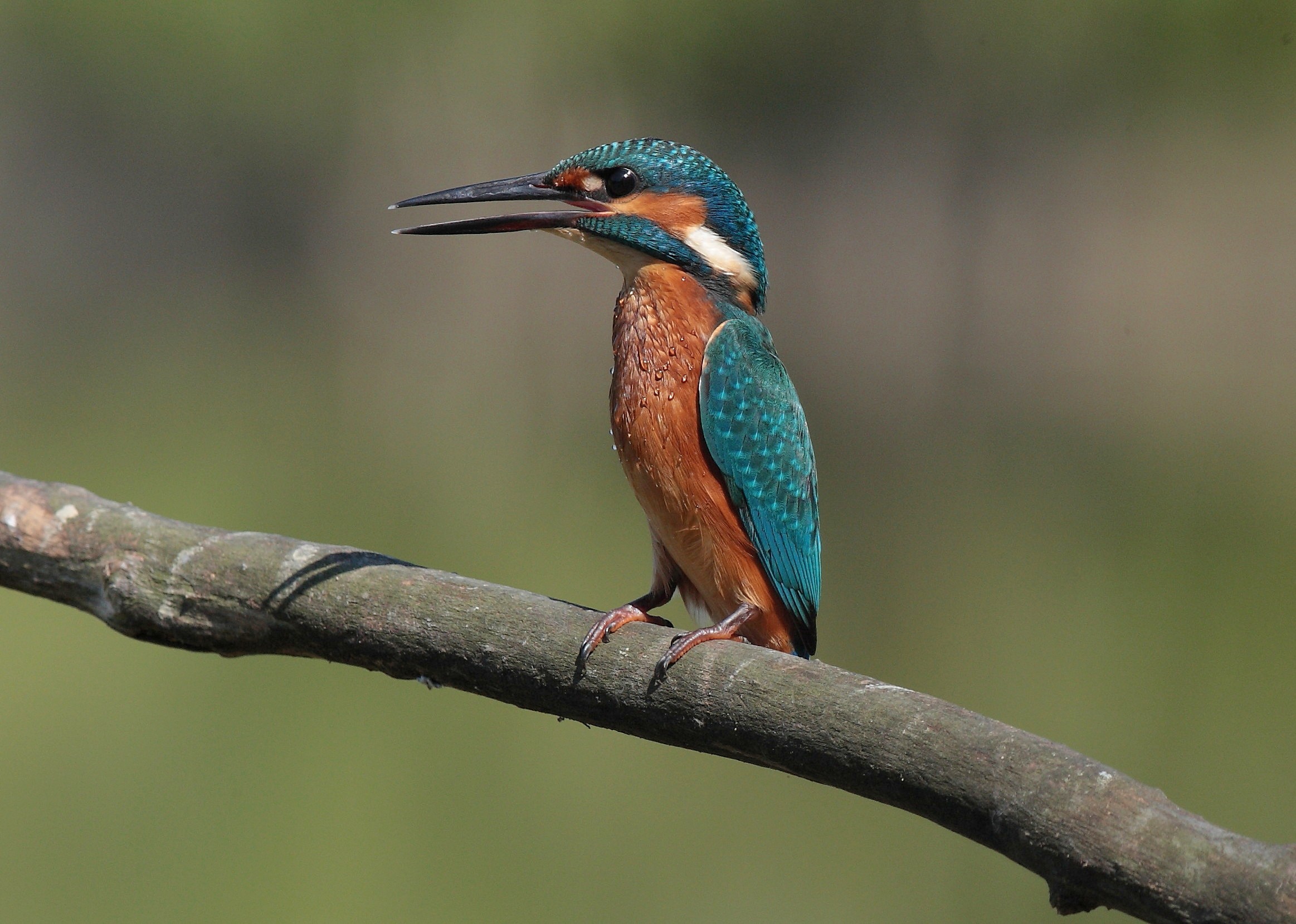 Kingfisher (Alcedo atthis)