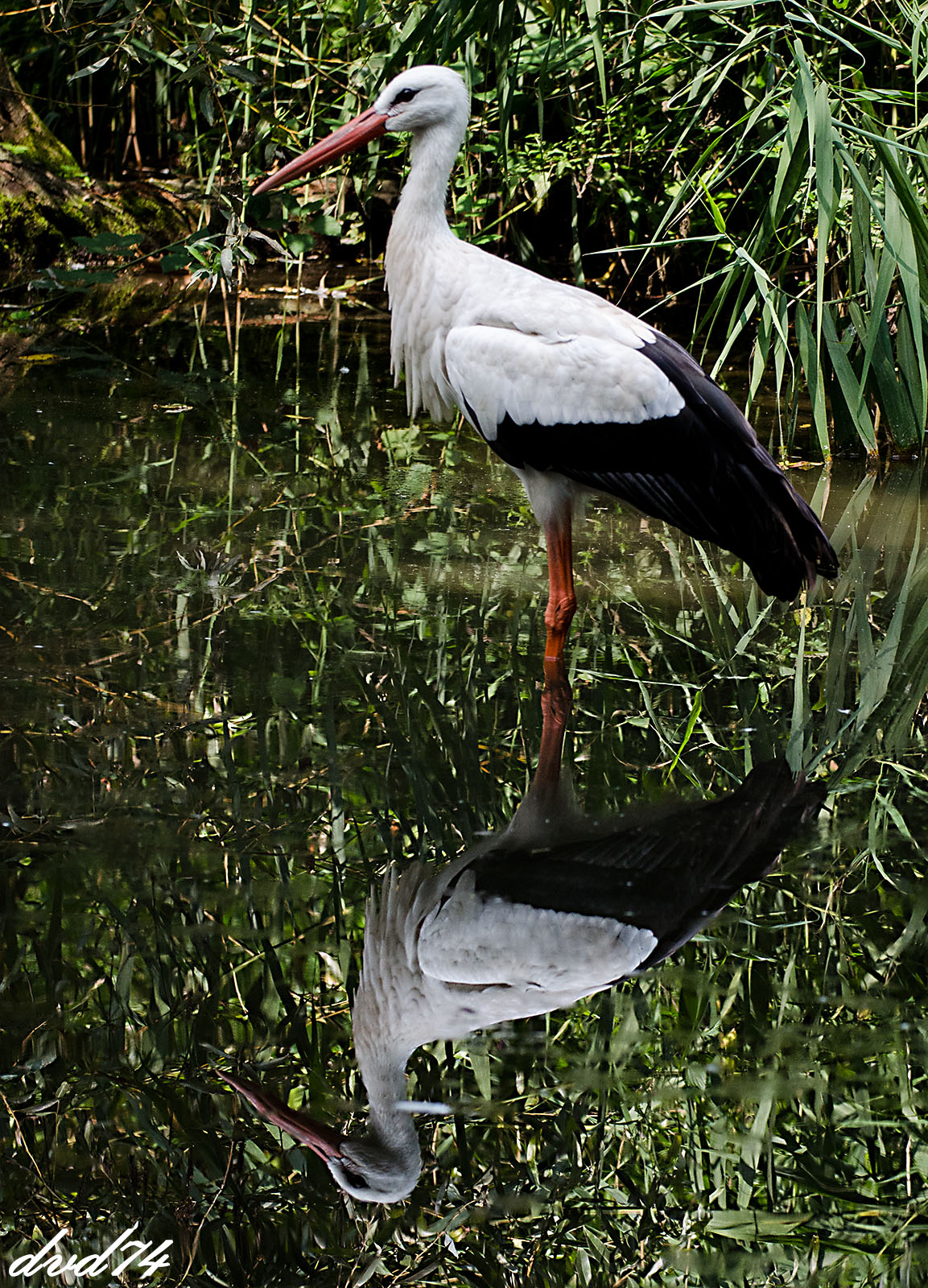 a stork in the mirror