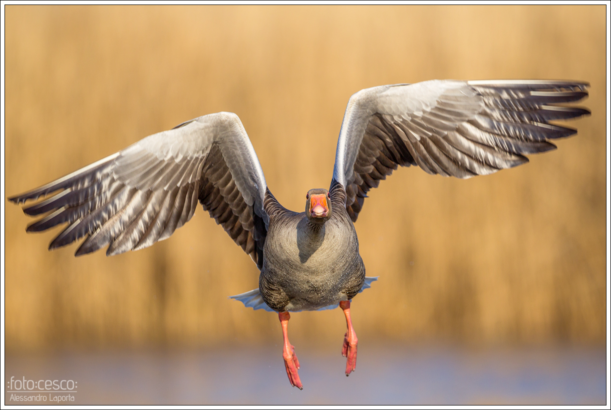 Anser anser - Graylag Goose - Greylag Goose
