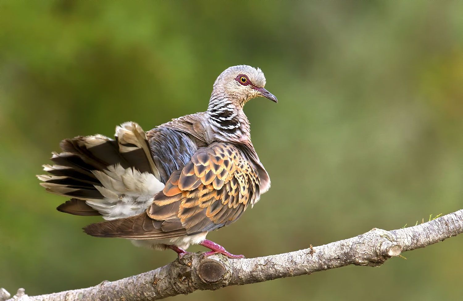Turtle Dove.