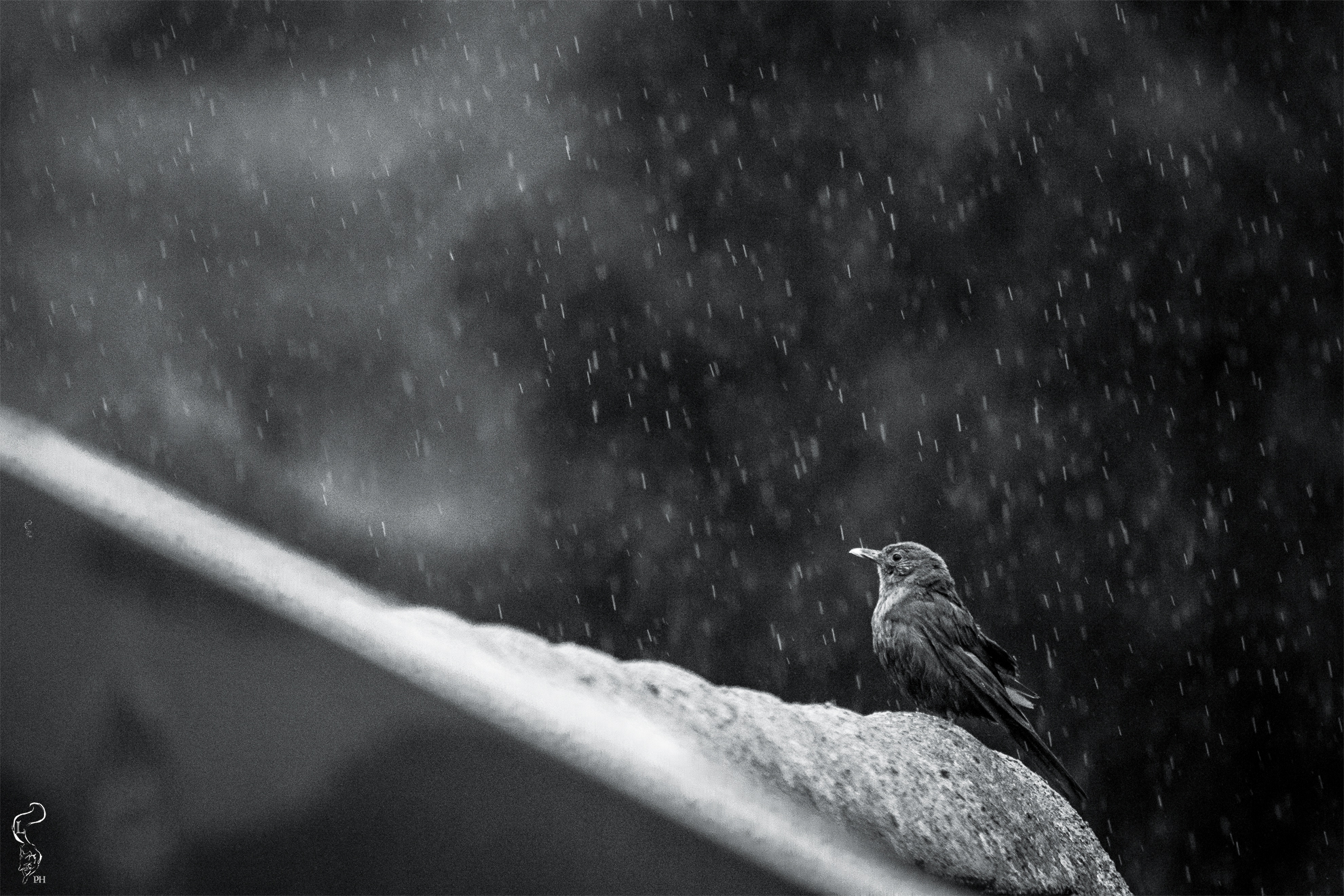 So much pride in a small space