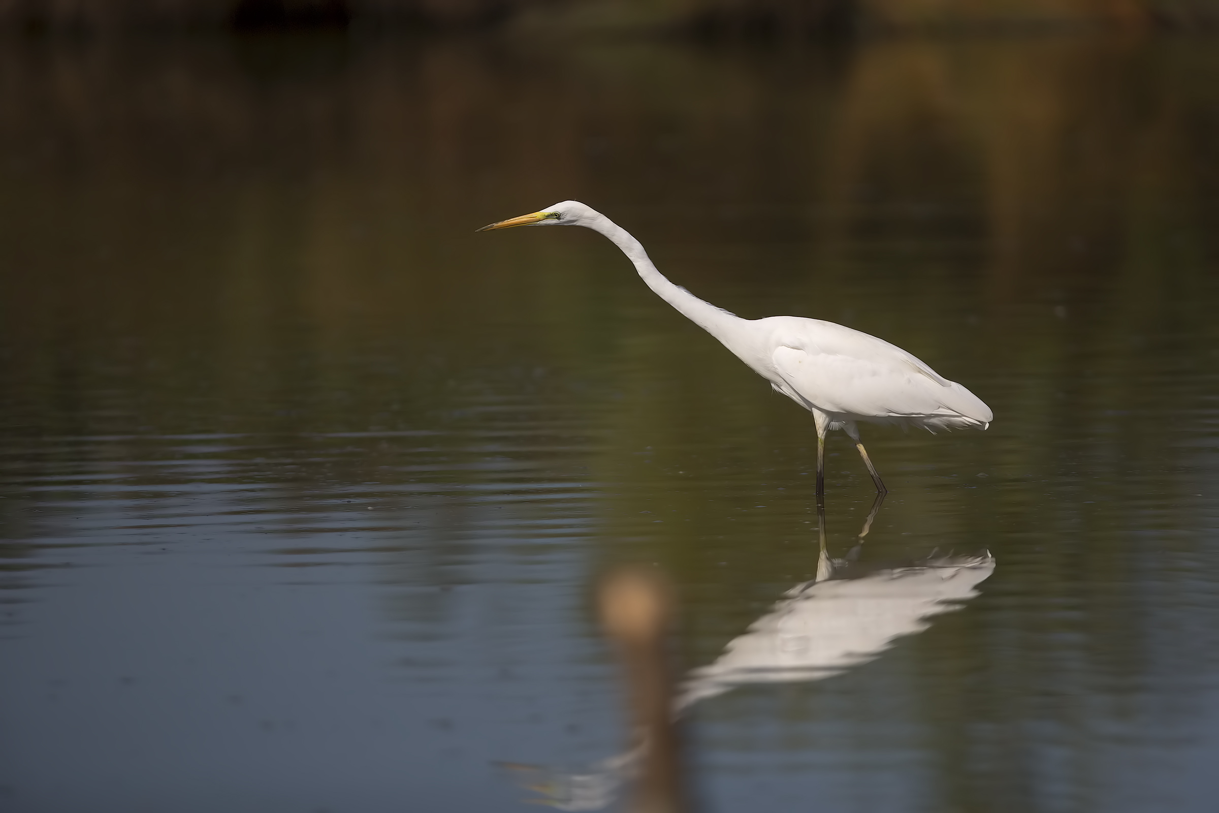 White Heron Maggiore f / 2.8