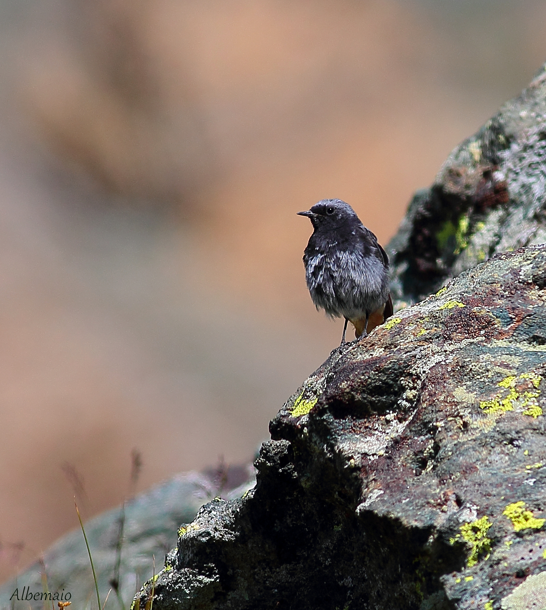 Codirosso Spazzacamino a quota 3092 mt