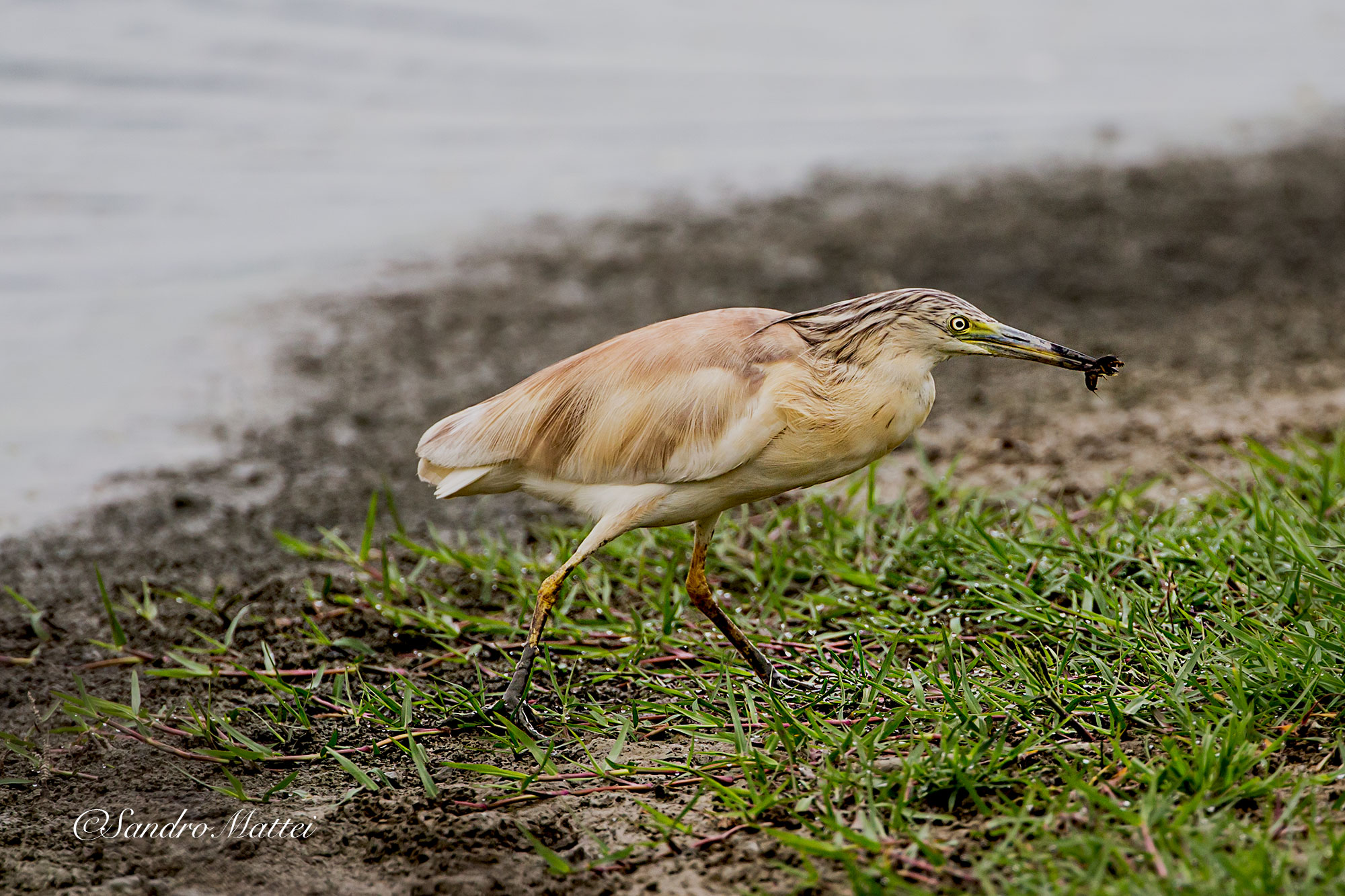 Heron with prey