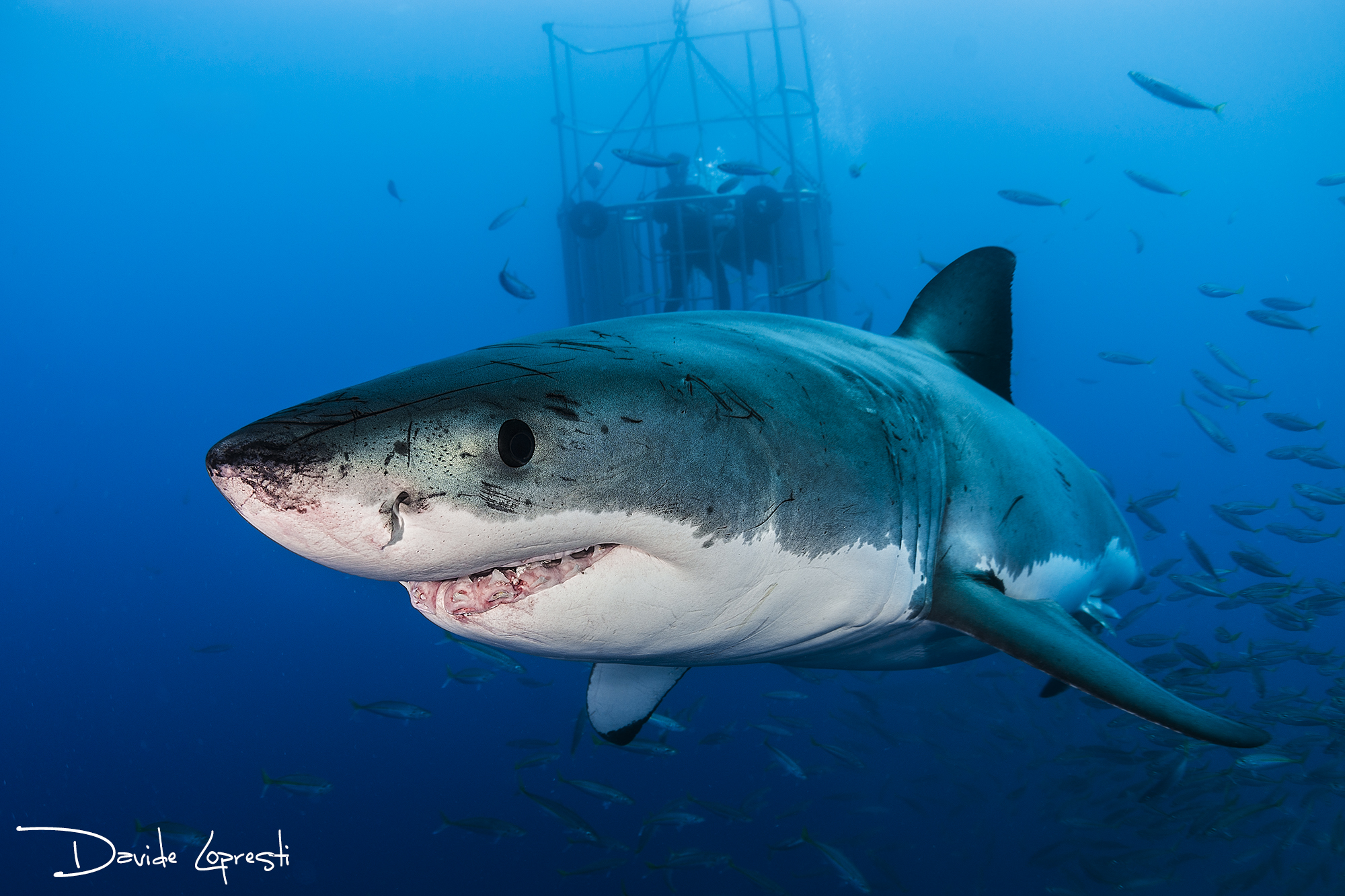 Great white shark
