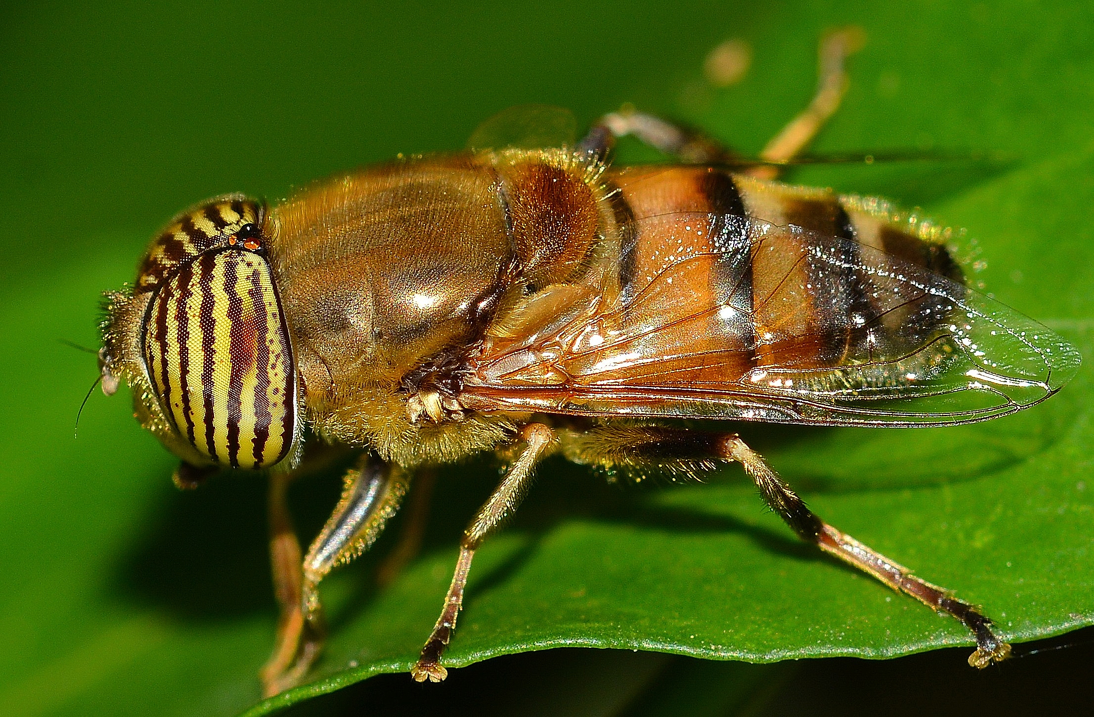 Eristalinus taeniops