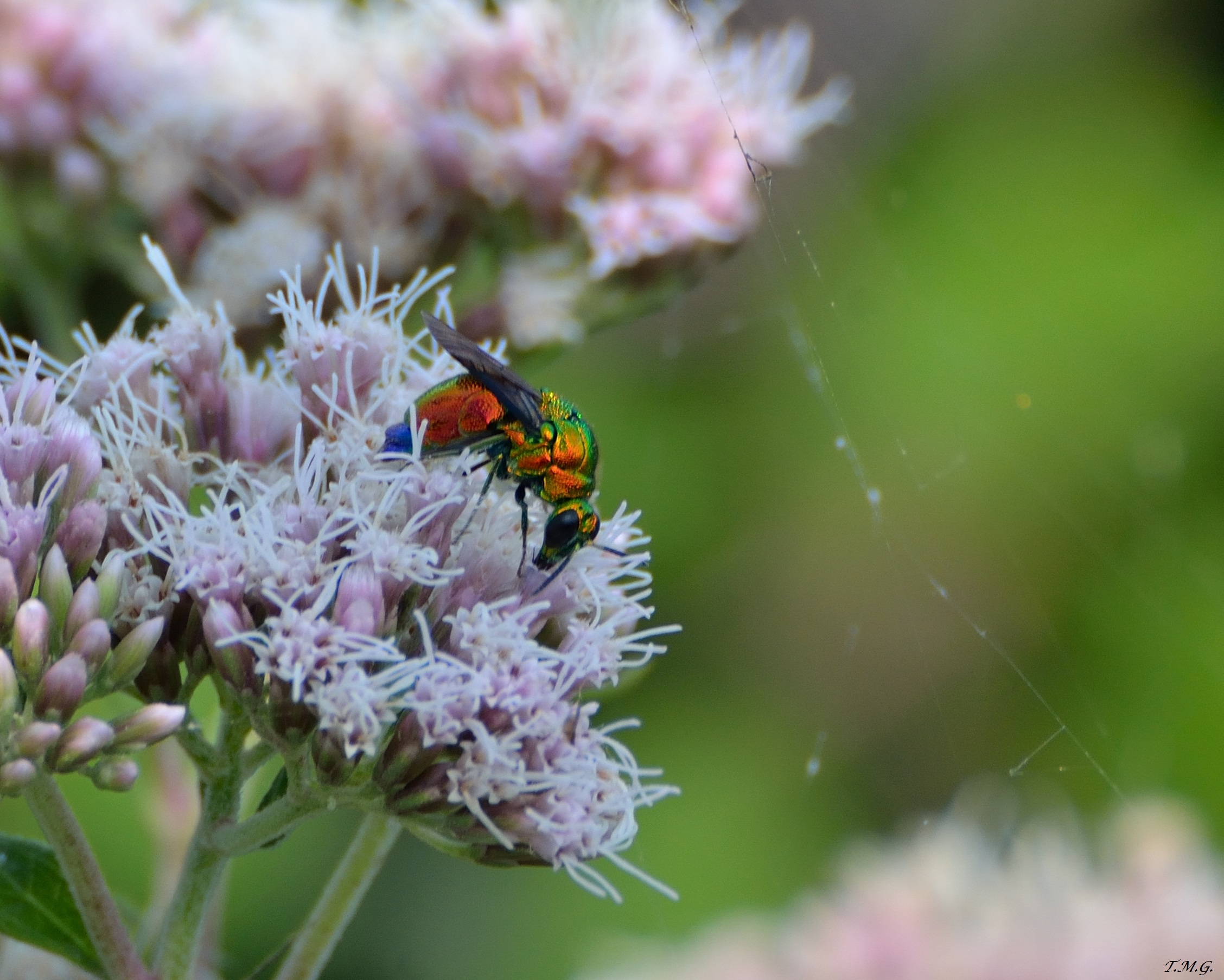 Colorful ... what will ???