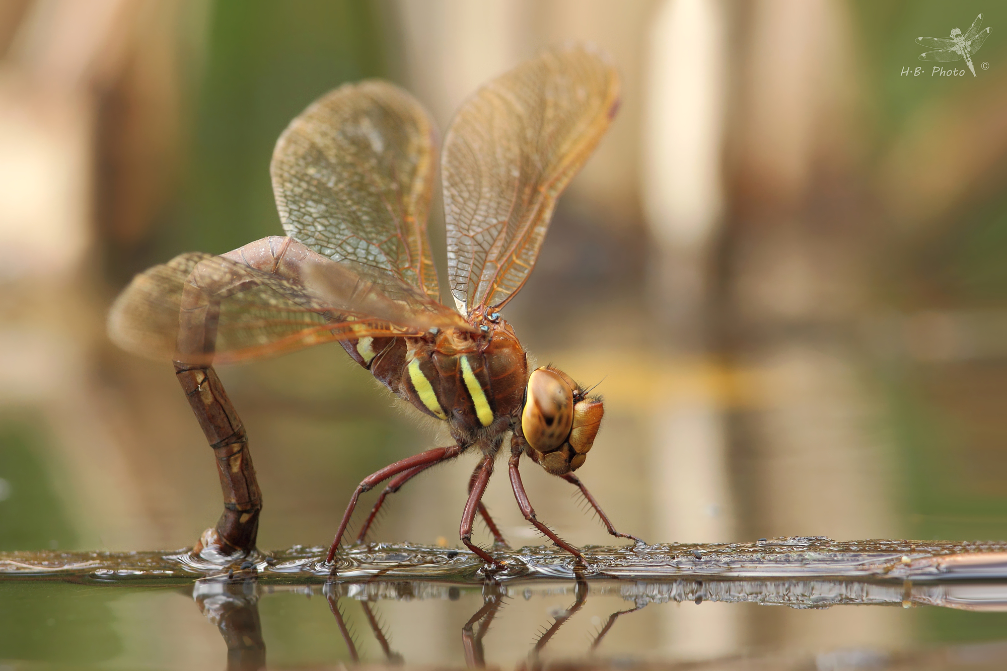 Aeshna grandis, female, oviposition