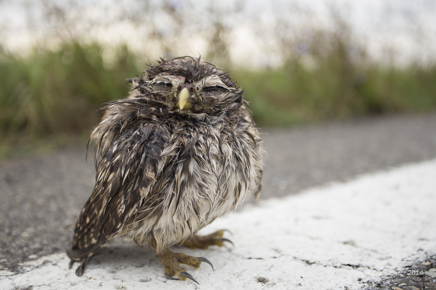 Una civetta sulla linea bianca.