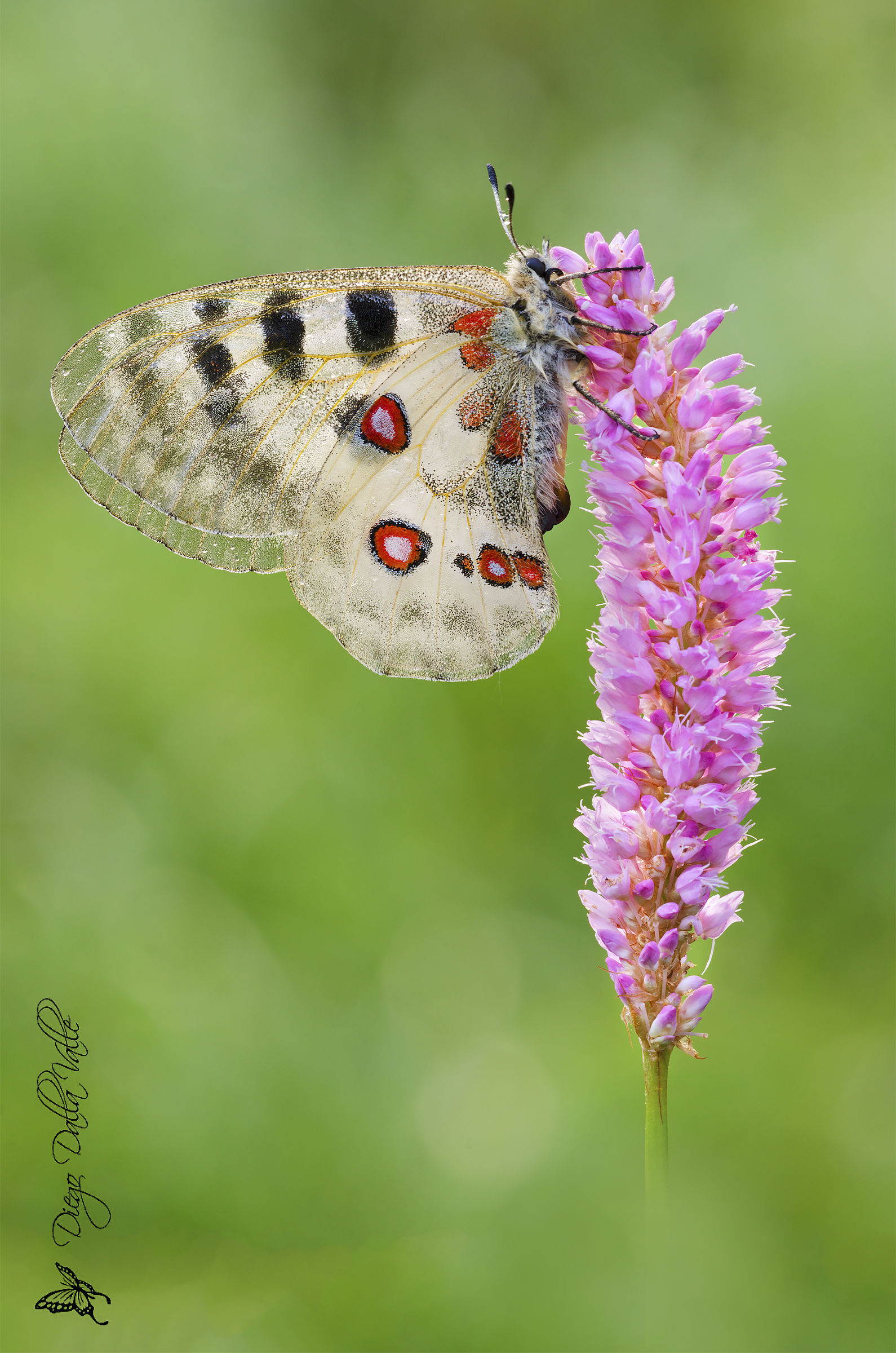 Parnassius Apollo