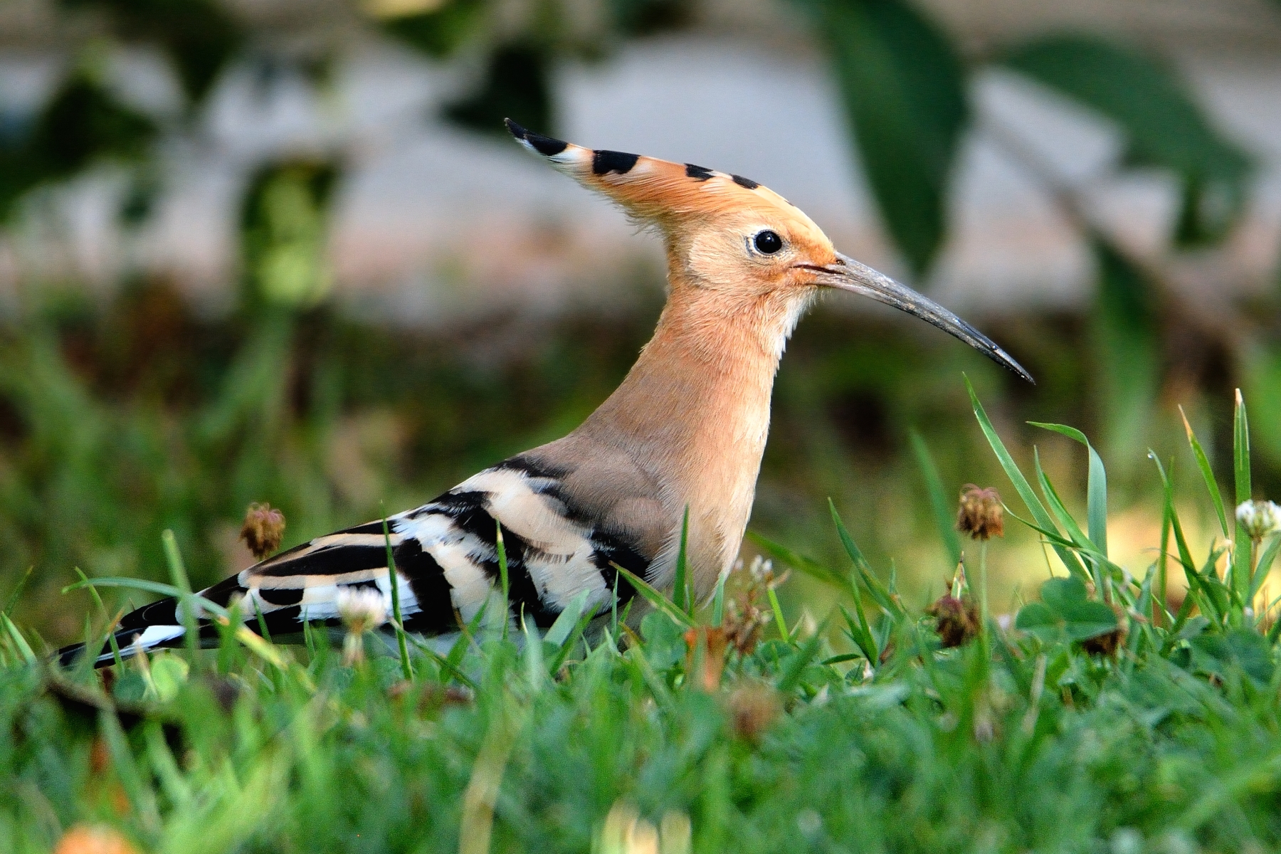 Hoopoe