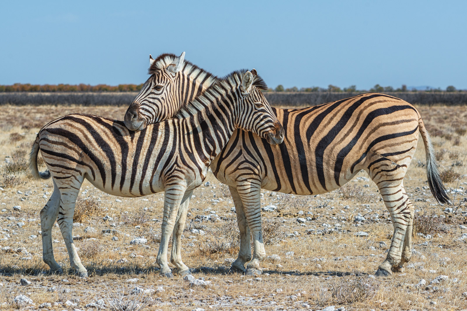 Etosha Burchell's Zebra
