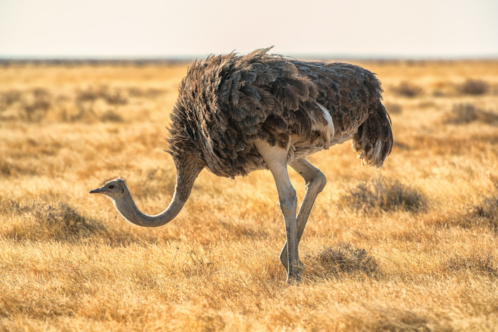 Ostrich Female
