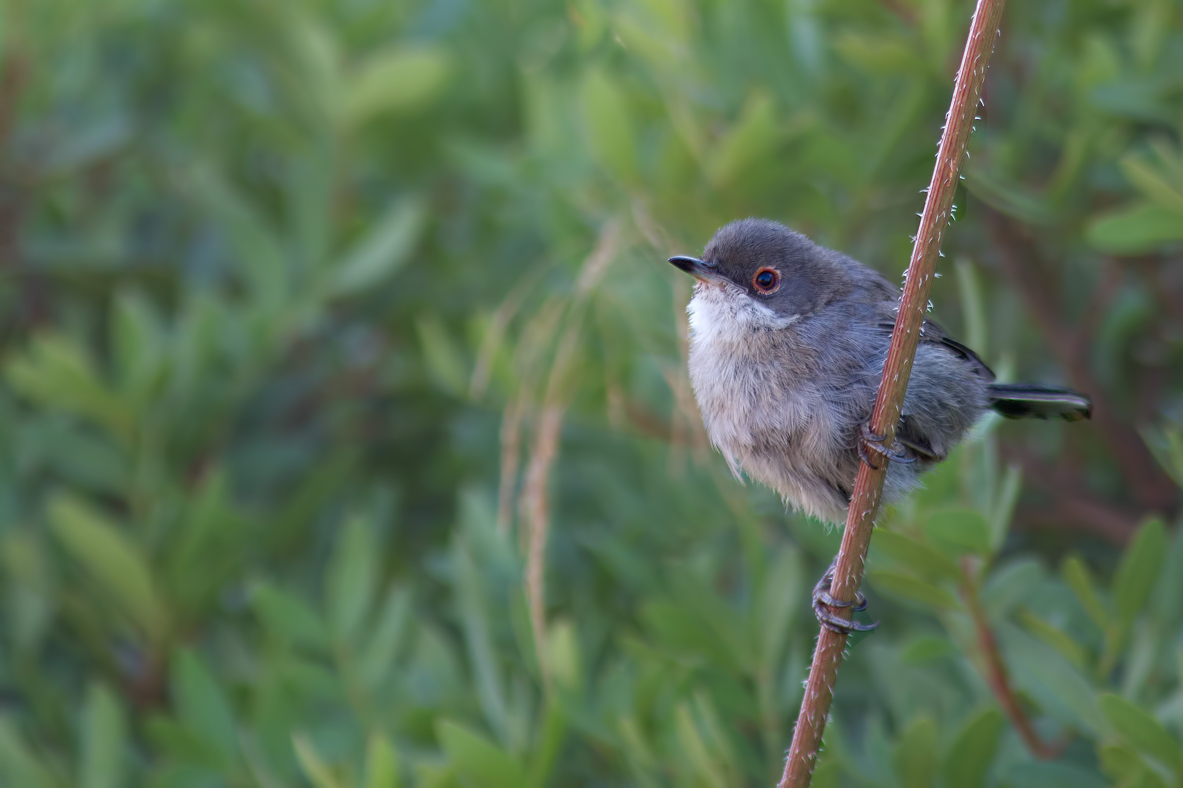 Warbler (Sardinian warbler)
