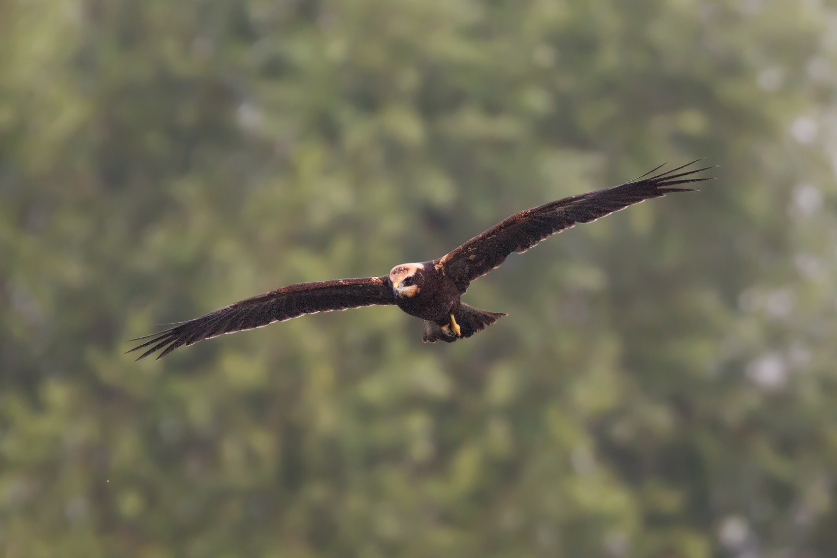 Marsh Harrier