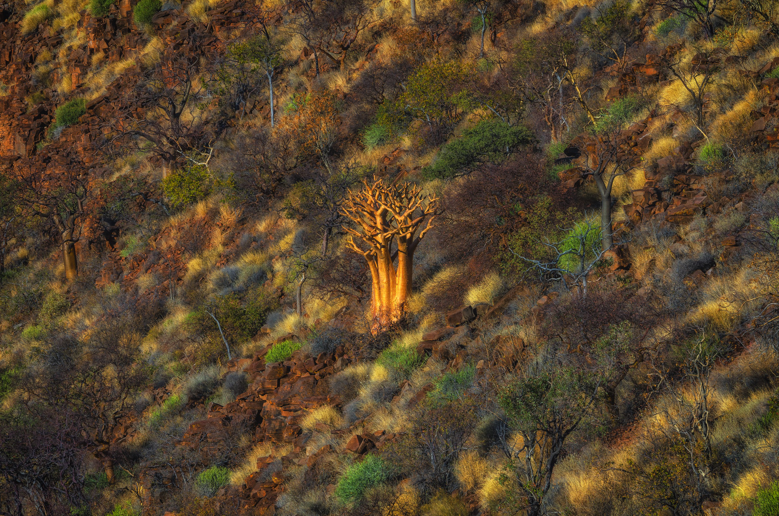 Baobab in winter austral light