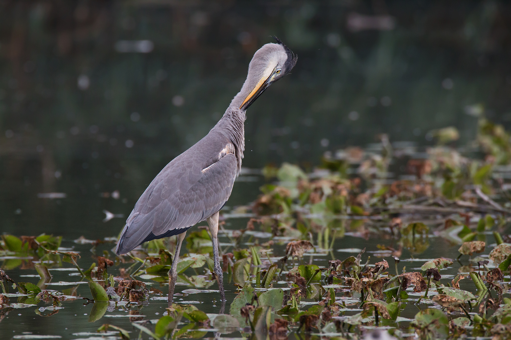 La toelettatura dell'airone cenerino