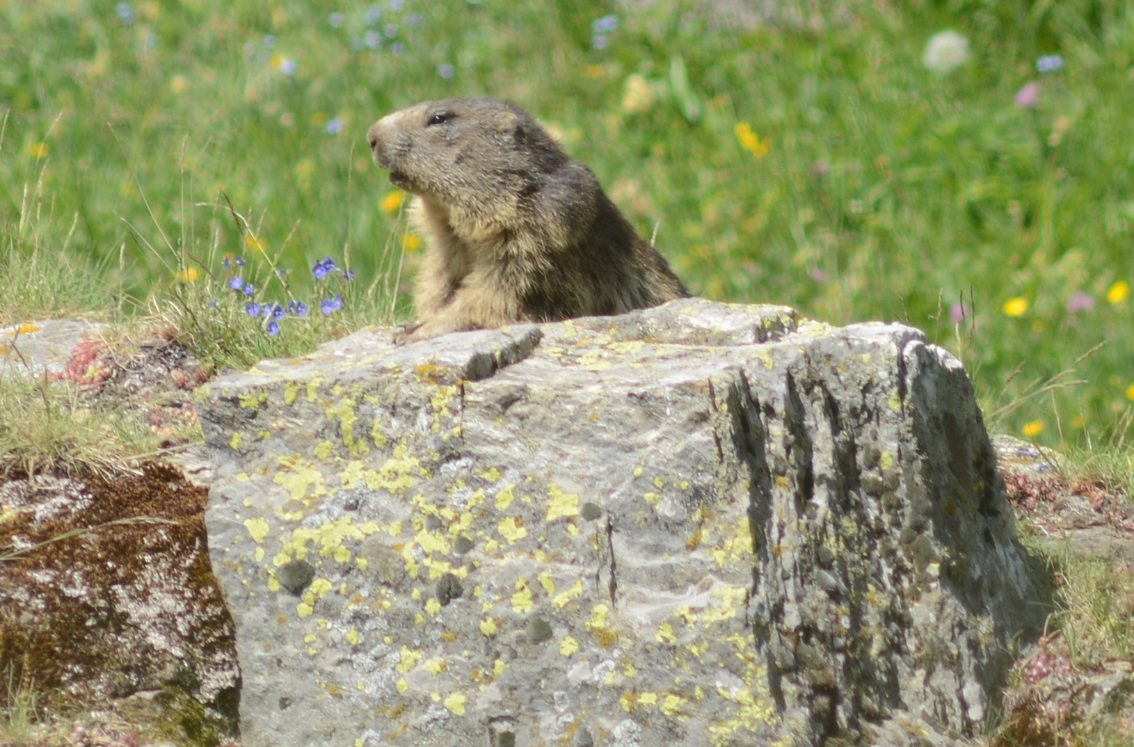 Marmotta