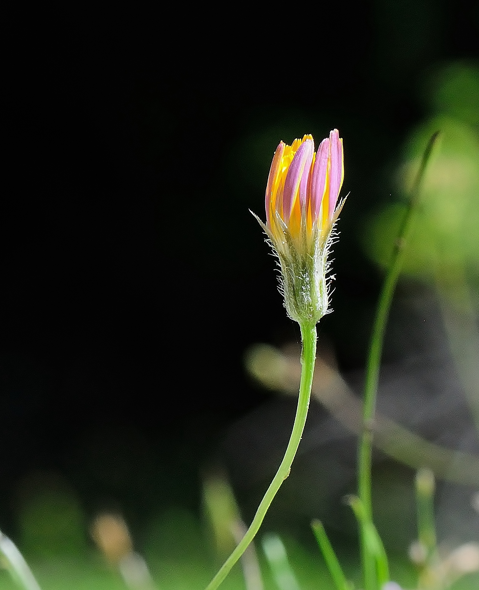 Flower ... Abruzzo National Park