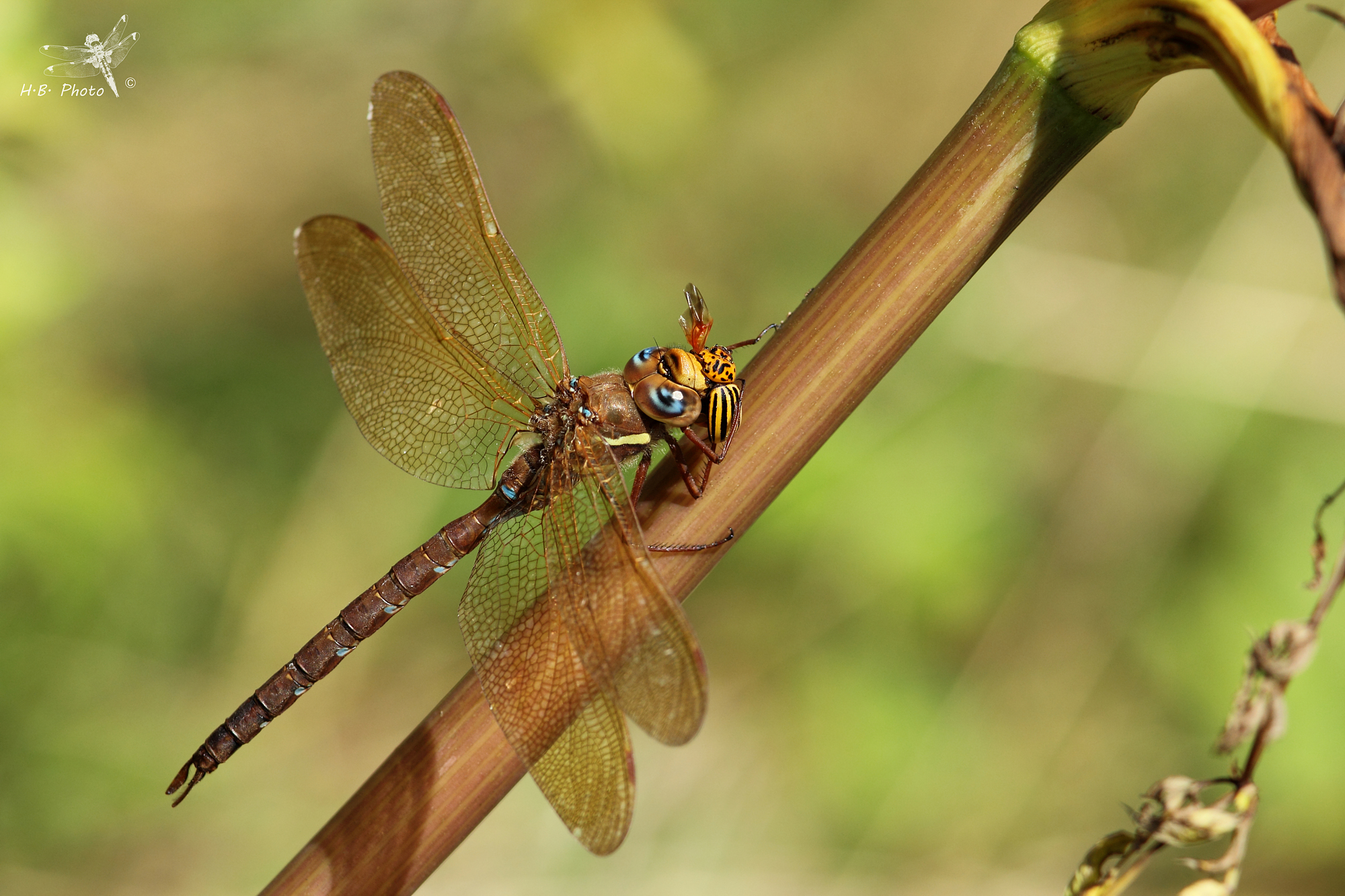 Aeshna grandis, male and Leptinotarsa decemlineata