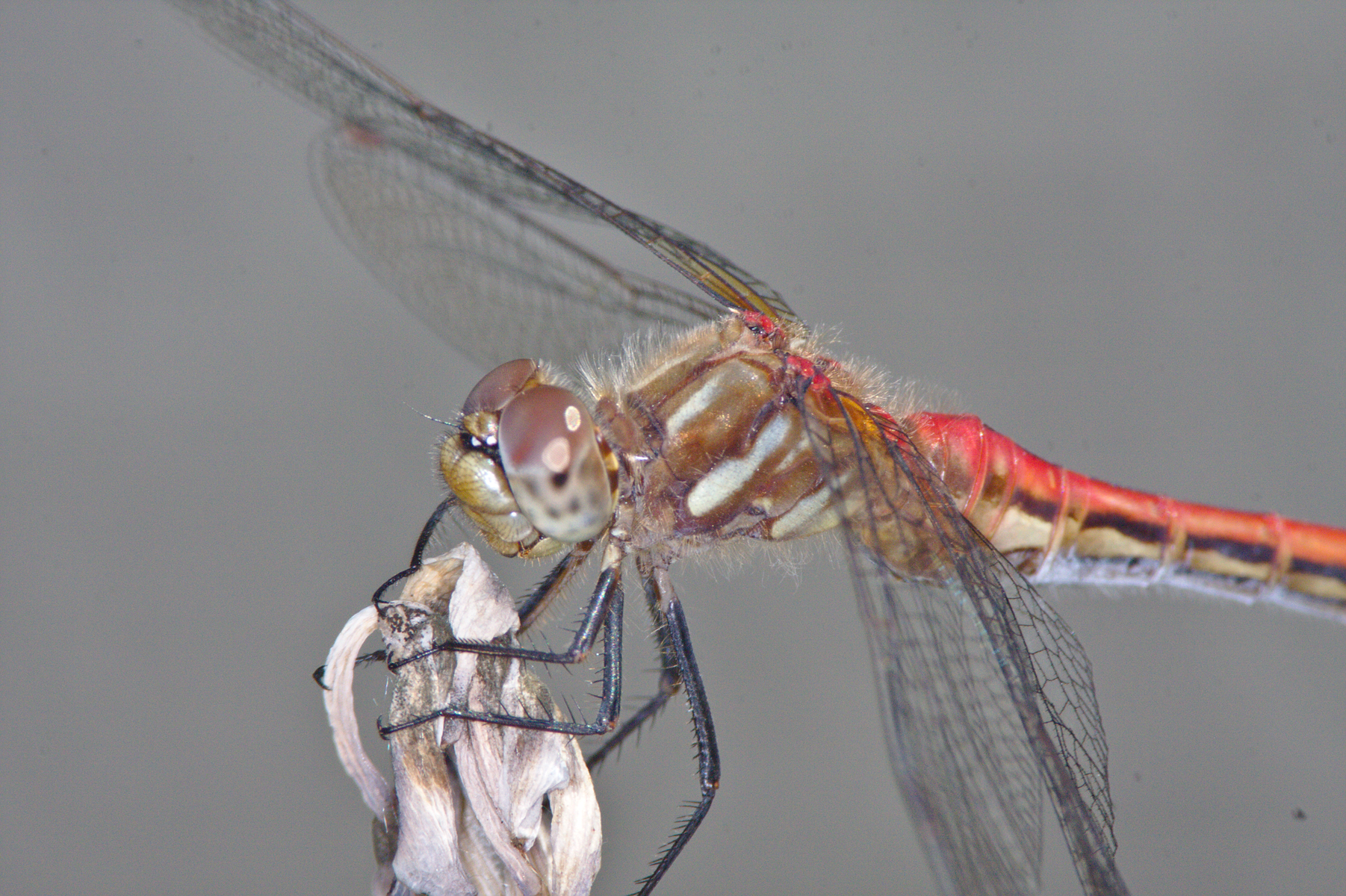 Vivitar Series 1 90-180