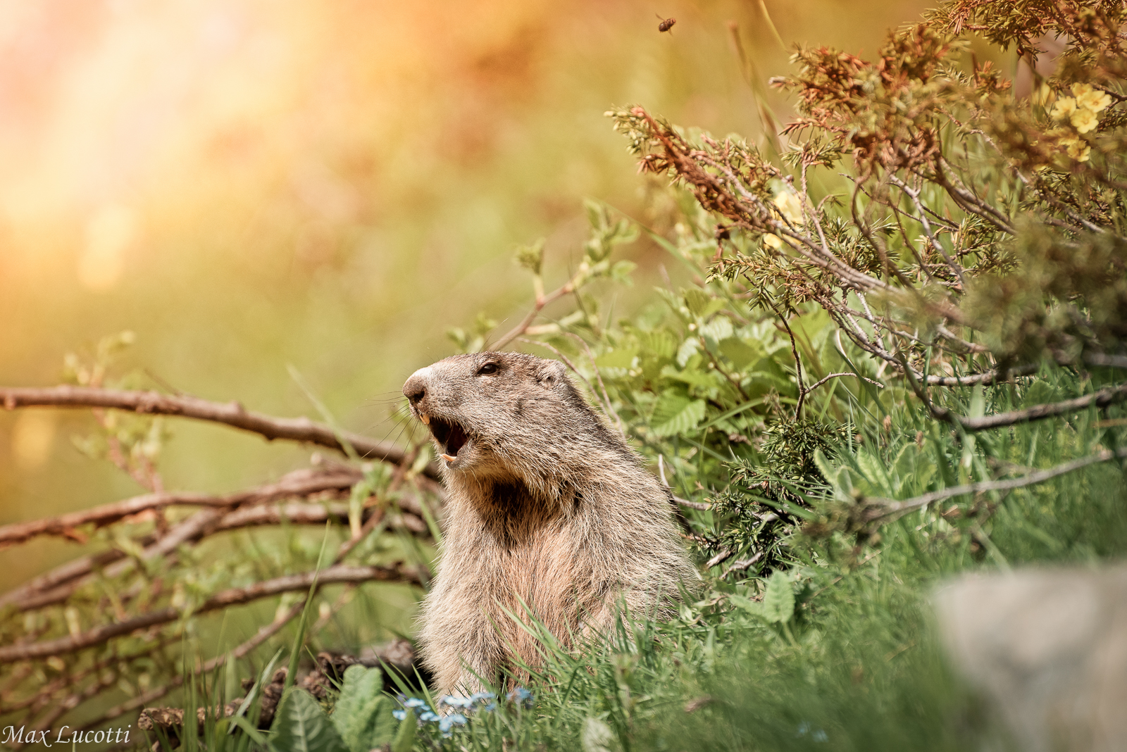Marmotta