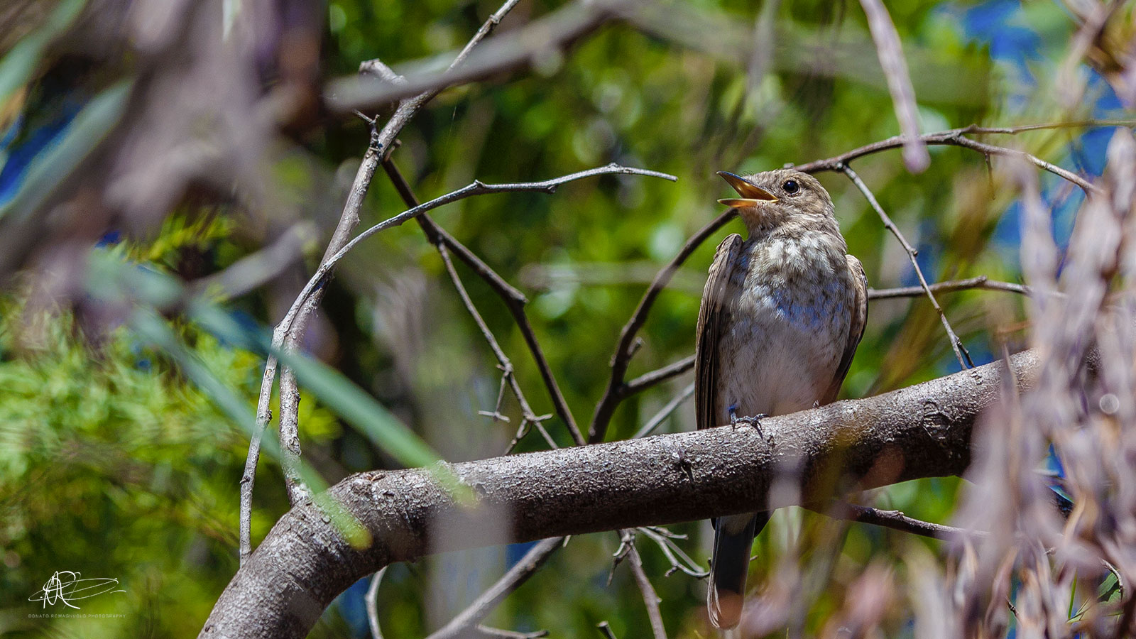 Among the branches ...
