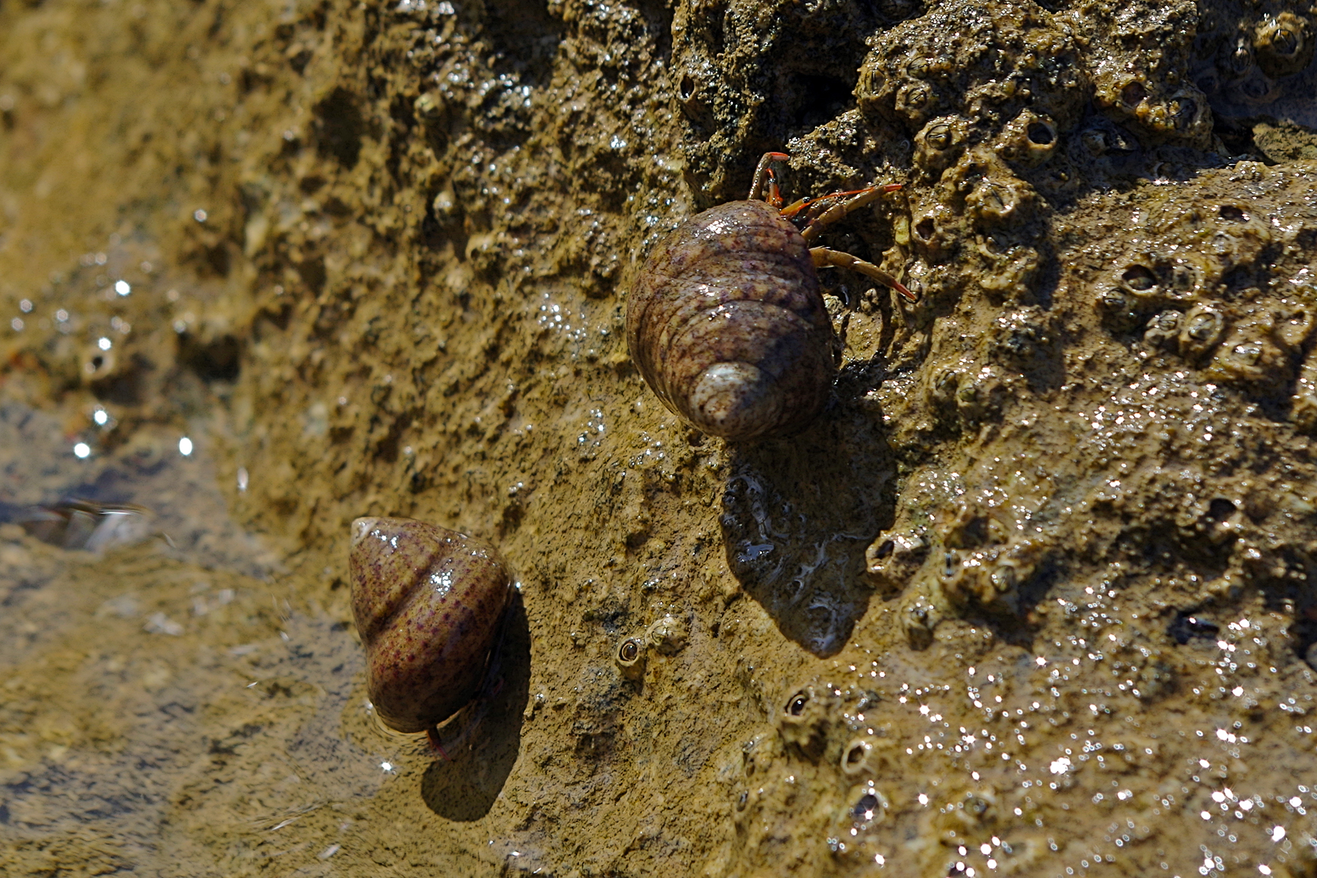 Hermit crabs