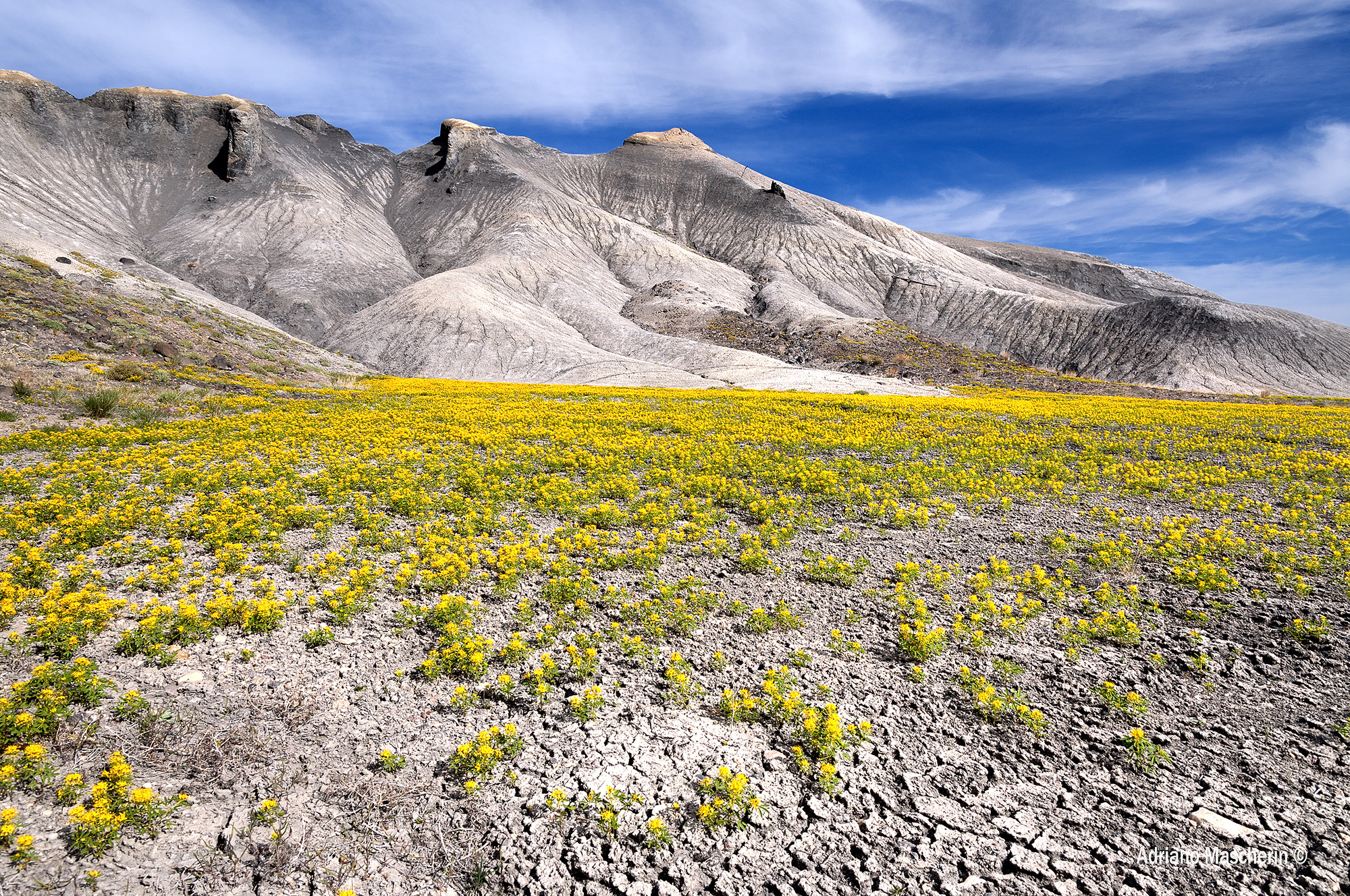 Fioriture nel deserto