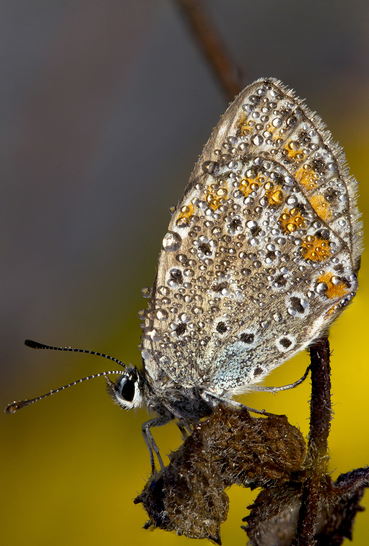 The butterfly and the dew