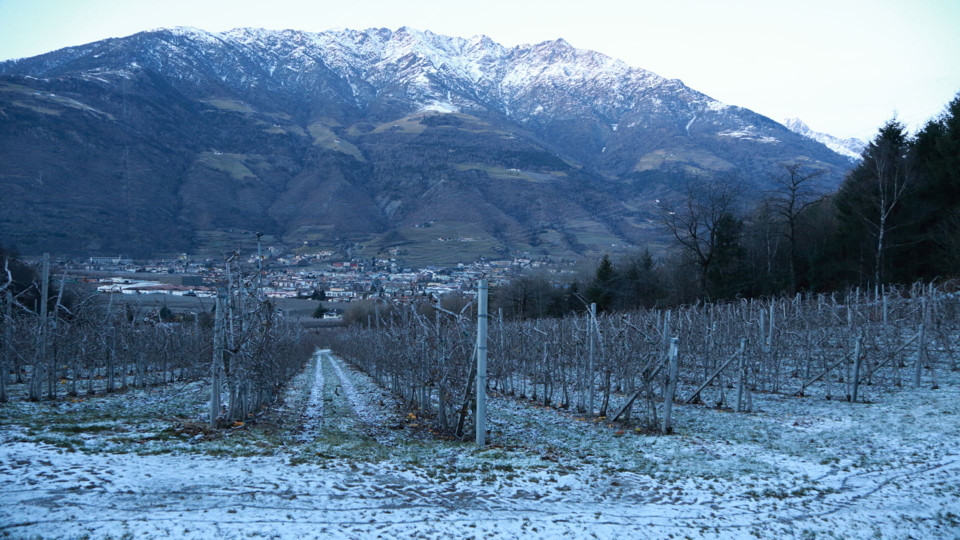 Apple orchards below zero - Naturno - Val Venosta