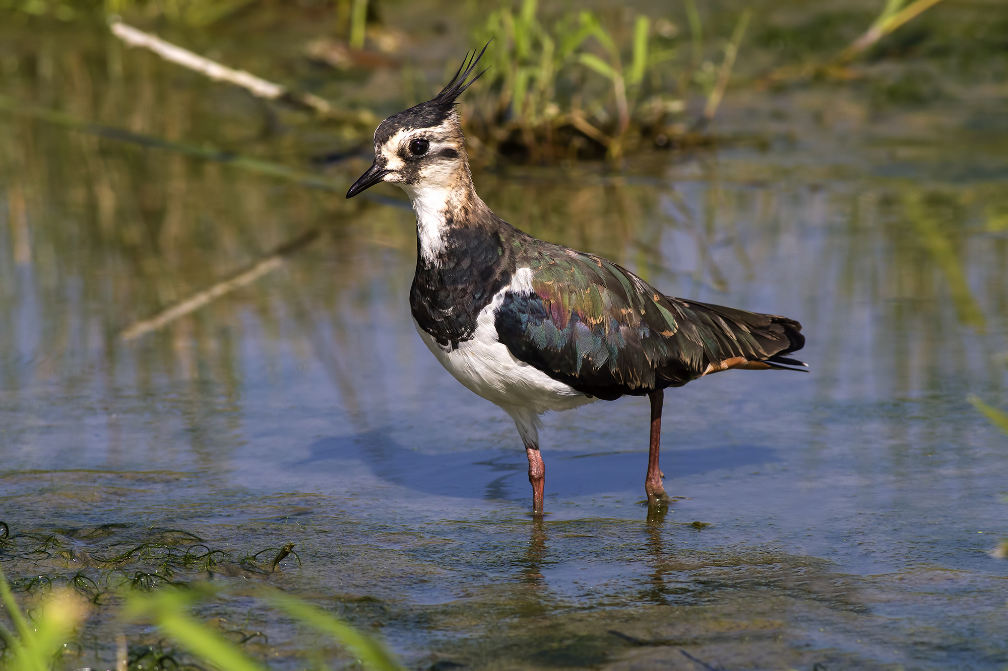 lapwing