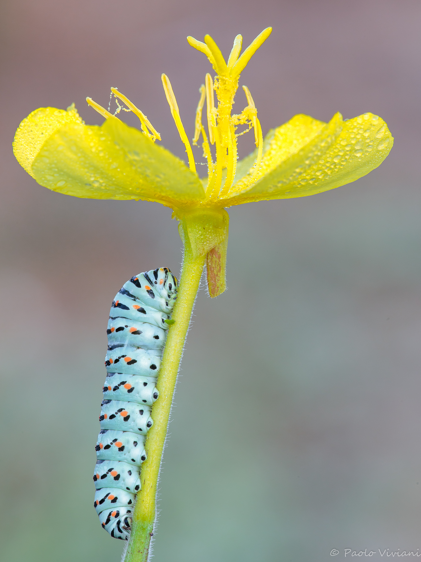 Bruco di macaone... sotto l'ombrellone...