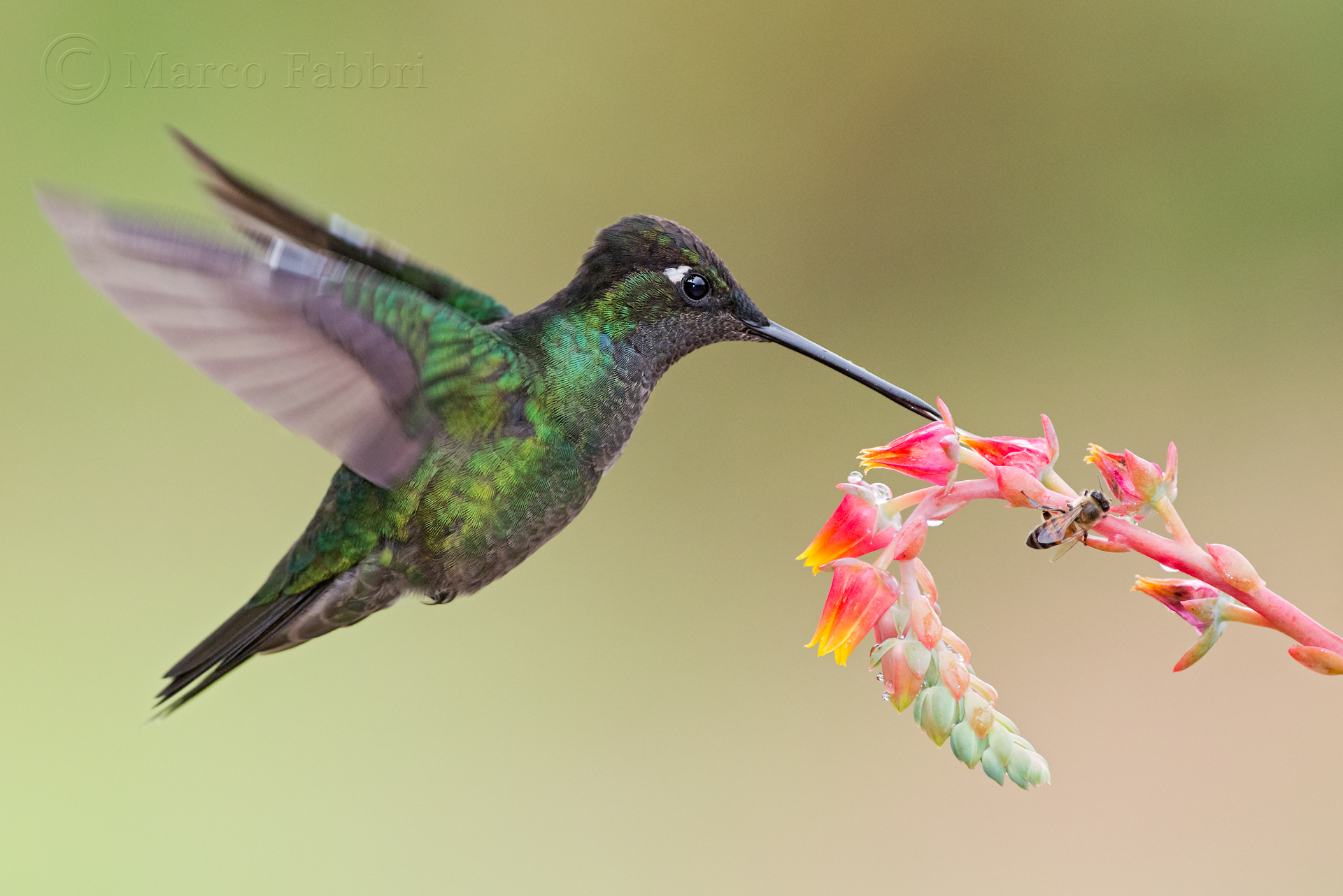 Magnificent Hummingbird 2